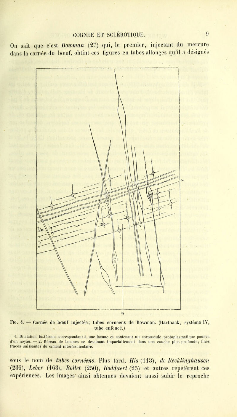 On sait que c'est Bowman (27) qui, le premier, injectant du mercure dans la cornée du bœuf, obtint ces figures en tubes allongés qu'il a désignés Fjg. 4. — Cornée de bœuf injectée; tubes cornéens de Bowman. (Hartnack, système IV, tube enfoncé.) i. Dilatation fusiforme correspondant à une lacune et contenant un corpuscule protoplasmatique pourvu d'un noyau.—2. Réseau de lacunes se dessinant imparfaitement dans une couche plus profonde; fines traces unissantes du ciment interfasciculaire. sous le nom de tubes cornéens. Plus tard, His (113), de Recklinghaiisen (236), Leber (163), RoUet (250), Boddaert (25) et autres répétèrent ces expériences. Les images ainsi obtenues devaient aussi subir le reproche