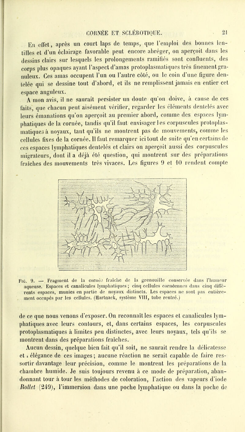 Eji effet, après un court laps de temps, que l'emploi des bonnes len- tilles et d'un éclairage favorable peut encore abréger, on aperçoit dans les dessins clairs sur lesquels les prolongements ramifiés sont confluents, des corps plus opaques ayant l'aspect d'amas protoplasmatiqnes très finement gra- nuleux. Ces amas occupent l'un ou l'autre côté, ou le coin d'une figure den- telée qui se dessine tout d'abord, et ils ne remplissent jamais en entier cet espace anguleux. A mon avis, il ne saurait persister un doute qu'on doive, à cause de ces faits, que chacun peut aisément vérifier, regarder les élémenls dentelés avec leurs émanations qu'on aperçoit au premier abord, comme des espaces lym- phatiques de la cornée, tandis qu'il faut envisager les corpuscules protoplas- matiquesà noyaux, tant qu'ils ne montrent pas de mouvements, comme les cellules fixes de la cornée. 11 faut remarquer ici tout de suite qu'en certains de ces espaces lymphatiques dentelés et clairs on aperçoit aussi des corpuscules migrateurs, dont il a déjà été question, qui montrent sur des préparations fraîches des mouvements très vivaces. Les figures 9 et 10 rendent compte FiG. 9. — Fragment de la corné.; fraîche de la grenouille conservée dans l'humeur aqueuse. Espaces et canalicules lymphatiques ; cinq cellules cornéennes dans cinq ditTé- rents espaces, munies en partie de noyaux distincts. Les espaces ne sont pas entière- ment occupés par les cellules. (Hartnack, système VIII, tube rentré.) de ce que nous venons d'exposer. On reconnaît les espaces et canalicules lym- phatiques avec leurs contours, et, dans certains espaces, les corpuscules protoplasmatiqnes à limites peu distinctes, avec leurs noyaux, tels qu'ils se montrent dans des préparations fraîches. Aucun dessin, quelque bien fait qu'il soit, ne saurait rendre la délicatesse et i élégance de ces images ; aucune réaction ne serait capable de faire res- sortir davantage leur précision, comme le montrent les préparations de la chambre humide. Je suis toujours revenu à ce mode de préparation, aban- donnant tour à tour les méthodes de coloration, l'action des vapeurs d'iode Rollet (249), l'immersion dans une poche lymphatique ou dans la poche de