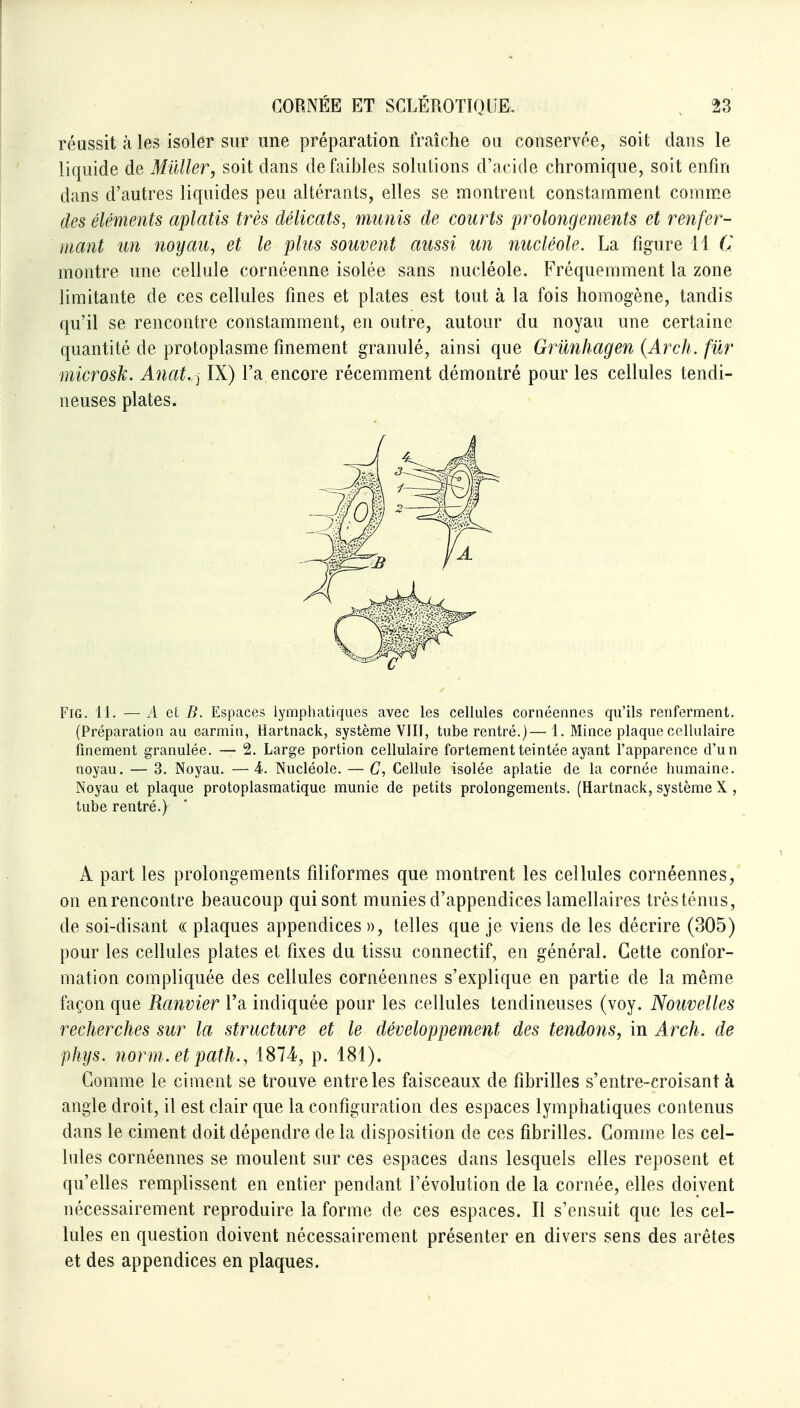 réussit à les isoler sur une préparation fraîche ou conservée, soit dans le liquide de MûUer, soit dans de faibles solutions d'acide chromique, soit enfin dans d'autres liquides peu altérants, elles se montrent constamment comme des éléments aplatis très délicats, munis de courts prolongements et renfer- mant un noyau, et le plus souvent aussi un nucléole. La figure 11 G montre une cellule cornéenne isolée sans nucléole. Fréquemment la zone limitante de ces cellules fines et plates est tout à la fois homogène, tandis qu'il se rencontre constamment, en outre, autour du noyau une certaine quantité de protoplasme finement granulé, ainsi que Grûnhagen {Arch. fur microsk. Anat. j IX) l'a encore récemment démontré pour les cellules tendi- neuses plates. FiG. IL —A et B. Espaces lymphatiques avec les cellules cornéennes qu'ils renferment. (Préparation au carmin, Hartnack, système VIH, tube rentré.)— L Mince plaque cellulaire finement granulée. — 2. Large portion cellulaire fortement teintée ayant l'apparence d'un noyau. — 3. Noyau. —4. Nucléole. — C, Cellule isolée aplatie de la cornée humaine. Noyau et plaque protoplasmatique munie de petits prolongements. (Hartnack, système X , tube rentré.) A part les prolongements filiformes que montrent les cellules cornéennes, on enrencoQtre beaucoup qui sont munies d'appendices lamellaires très ténus, de soi-disant « plaques appendices », telles que je viens de les décrire (305) pour les cellules plates et fixes du tissu connectif, en général. Cette confor- mation compliquée des cellules cornéennes s'explique en partie de la même façon que Ranvier l'a indiquée pour les cellules tendineuses (voy. Nouvelles recherches sur la structure et le développement des tendons, in Arch. de phys. norm.et path., 1874, p. 181). Gomme le ciment se trouve entre les faisceaux de fibrilles s'entre-croisant à angle droit, il est clair que la configuration des espaces lymphatiques contenus dans le ciment doit dépendre de la disposition de ces fibrilles. Comme les cel- lules cornéennes se moulent sur ces espaces dans lesquels elles reposent et qu'elles remplissent en entier pendant l'évolution de la cornée, elles doivent nécessairement reproduire la forme de ces espaces. Il s'ensuit que les cel- lules en question doivent nécessairement présenter en divers sens des arêtes et des appendices en plaques.