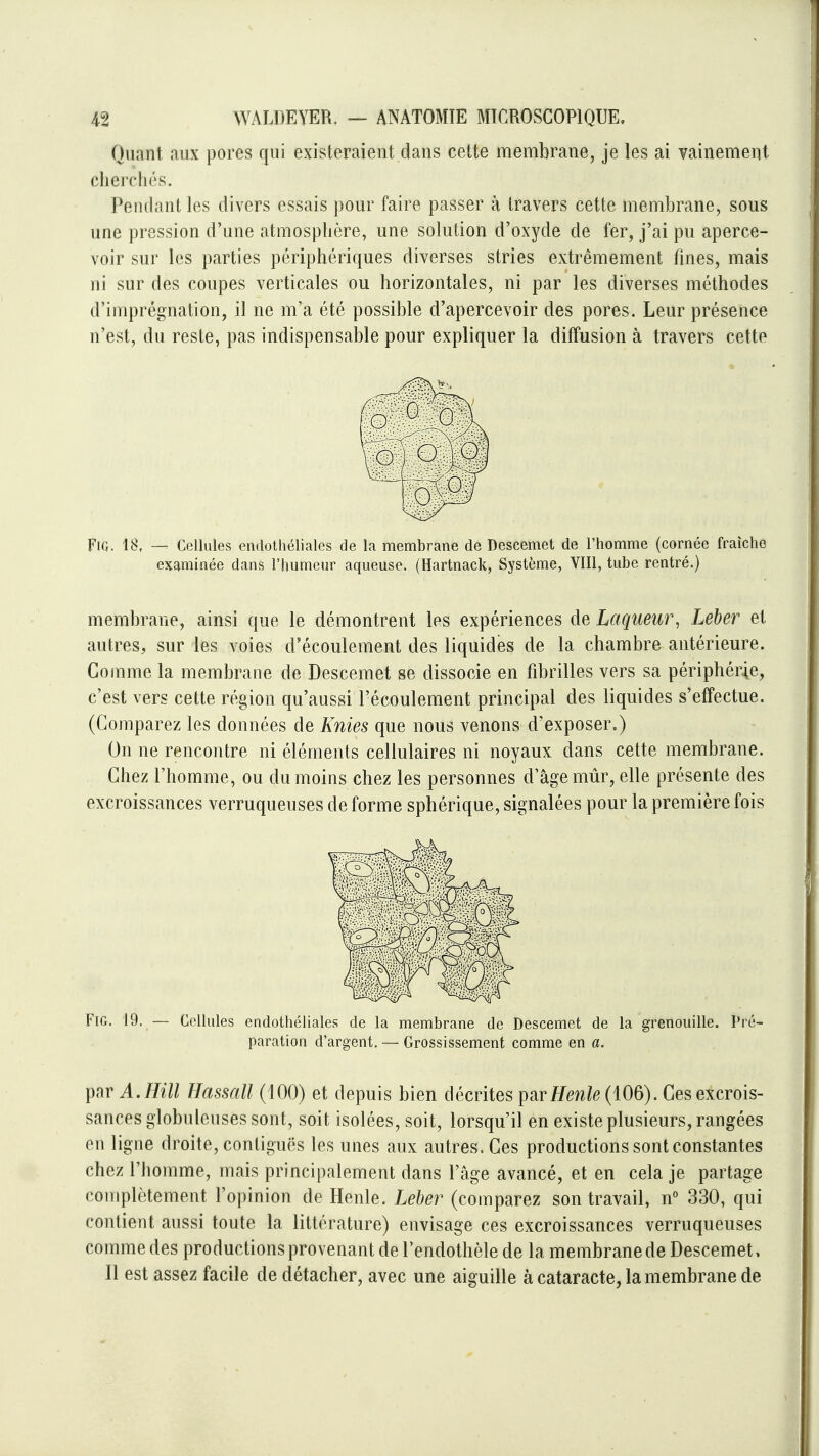 Quant aux pores qui existeraient dans cette membrane, je les ai vainement cherchés. Pendant les divers essais pour faire passer à travers cette membrane, sous une pression d'une atmosphère, une solution d'oxyde de fer, j'ai pu aperce- voir sur les parties périphériques diverses stries extrêmement fines, mais ni sur des coupes verticales ou horizontales, ni par les diverses méthodes d'imprégnation, il ne m'a été possible d'apercevoir des pores. Leur présence n'est, du reste, pas indispensable pour expliquer la diffusion à travers cette FiG. 18, — Cellules endotliéliales de la membrane de Descemet de l'homme (cornée fraîche examinée dans l'humeur aqueuse. (Hartnack, Système, YIIl, tube rentré.) membrane, ainsi que le démontrent les expériences de Laqueur, Leber et autres, sur les voies d'écoulement des liquides de la chambre antérieure. Comme la membrane de Descemet se dissocie en fibrilles vers sa périphérie, c'est vers cette région qu'aussi l'écoulement principal des liquides s'effectue. (Comparez les données de Knies que nous venons d'exposer.) On ne rencontre ni éléments cellulaires ni noyaux dans cette membrane. Chez l'homme, ou du moins chez les personnes d'âge mûr, elle présente des excroissances verruqueuses de forme sphérique, signalées pour la première fois FiG. 19. — Cellules endothéliales de la membrane de Descemet de la grenouille. Pré- paration d'argent. — Grossissement comme en a. par A. mil Hassan (iOO) et depuis bien décrites ç^rHenle (106). Ces excrois- sances globuleuses sont, soit isolées, soit, lorsqu'il en existe plusieurs, rangées en ligne droite, conliguës les unes aux autres. Ces productions sont constantes chez l'homme, mais principalement dans l'âge avancé, et en cela je partage complètement l'opinion de Henle. Leber (comparez son travail, n° 330, qui contient aussi toute la littérature) envisage ces excroissances verruqueuses comme des productions provenant de l'endothèle de la membrane de Descemet, Il est assez facile de détacher, avec une aiguille à cataracte, la membrane de