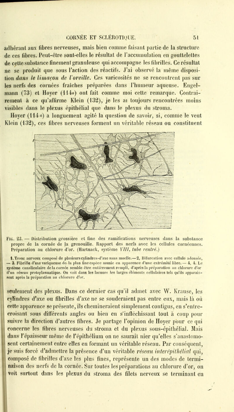 adhérant aux fibres nerveuses, mais bien comme faisant partie de la structure de ces fibres. Peut-être sont-elles le résultat de l'accumulation en gouttelettes de cette substance finement granuleuse qui accompagne les fibrilles. Ce résultat ne se produit que sous l'action des réactifs. J'ai observé la même disposi- tion dans le limaçon de Voreille. Ces varicosités ne se rencontrent pas sur les nerfs des cornées fraîches préparées dans l'humeur aqueuse. Engel- mann (73) et Hoyer (i l4«) ont fait comme moi cette remarque. Contrai- rement à ce qu'affirme Klein (132), je les ai toujours rencontrées moins visibles dans le plexus épithélial que dans le plexus du stroma. Hoyer (114^i) a longuement agité la question de savoir, si, comme le veut Klein (132), ces fibres nerveuses forment un véritable réseau ou constituent FiG. 23. — Distribution grossière et fine des ramifications nerveuses dans la substance propre de la cornée de la grenouille. Rapport des nerfs avec les cellules cornéenncs. Préparation au chlorure d'or. (Hartnack, système 17/7, tube rentré.) 1. Tronc nerveux composé de plusieurs cylindres-d'axe s;uis moelle.—2, Bifurcation avec cellule adossée, — 3. Fibrille d'axe variqueuse de la plus fine espèce munie en apparence d'une extrémité libre.— 4, 4. Le système canaliculaire de la cornée semble être entièrement rempli, d'après la préparation au chlorure d'or d'un réseau protopîasmatique. On voit dans les lacunes les larges éléments cellulaires tels qu'ils apparais- sent après la préparation au chlorure d'or. seulement des plex:us. Bans ce dernier cas qu'il admet avec W. Krause, les cylindres d*axe ou fibrilles d'axe ne se souderaient pas entre eux, mais là où cette apparence se présente, ils chemineraient simplement contigus, en s'entre- eroisant sous différents angles ou bien en s'infléchissant tout à coup pour suivre la direction d'autres fibres. Je partage l'opinion de Hoyer pour ce qui concerne les fibres nerveuses du stroma et du plexus sous-épithélial. Mais dans l'épaisseur même de l'épithélium on ne saurait nier qu'elles s'anastomo- sent certainement entre elles en formant un véritable réseau. Par conséquent, je suis forcé d^admettre la présence d'un véritable réseau interépithélial qui, composé de fibrilles d'axe les plus fines, représente un des modes de termi- naison des nerfs de la cornée. Sur toutes les préparations au chlorure d'or, on voit surtout dans les plexus du stroma des filets nerveux se terminant en