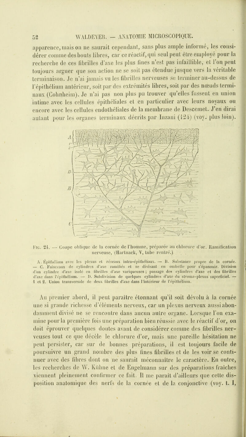 apparence, mais on ne saurait cependant, sans plus ample informé, les consi- dérer comme des bouts libres, car ce réactif, qui seul peut être employé pour la rechercbe de ces fibrilles d'axe les plus fines n'est pas infaillible, et l'on peut toujours arguer que son action ne se soit pas étendue jusque vers la véritable terminaison. Je n'ai jamais vu les fibrilles nerveuses se terminer au-dessus de l'épithélium antérieur, soit par des extrémités libres, soit par des nœuds termi- naux (Golinheiin). Je n'ai pas non plus pu trouver qu'elles fussent en union intime avec les cellules épithéliales et en particulier avec leurs noyaux ou encore avec les cellules endothéliales de la membrane de Descemet. J'en dirai autant })our les organes terminaux décrits par Inzani (124) (voy. plus loin). FiG. 21. — Coupe oblique de la cornée de l'homme, préparée au chlururc d'or. Ramilication nerveuse, (Hartnack, V, tube rentré.) A. ËpitlicIiLua avec les plexus et réseaux intra-épithéliaux. — B. Substance i)roprc de la cornée. — G. Faisceaux de cylindres d'axe ramifiés et se divisant en ombcUc pour s'épanouir. Division d'un cylindre d'axe isolé en fibrilles d'axe variqueuses ; passage des cylindres d'axe et des fibrilles d'axe dans répitliélium. — U. Subdivision de quelques cylindres d'axe du stronia-plexus superficiel. —• 1 et 2. Union transversale de deux fibrilles d'axe dans l'intérieur de l'épithélium. Au premier abord, il peut paraître étonnant qu'il soit dévolu à la cornée une si grande ricbesse d'éléments nerveux, car un plexus nerveux aussi abon- damment divisé ne se rencontre dans aucun autre organe. Lorsque Ton exa- mine pour la première fois une préparation bien réussie avec le réactif d'or, on doit éprouver quelques doutes avant de considérer comme des fibrilles ner- veuses tout ce que décèle le clilorure d'or, mais une pareille hésitation ne peut persister, car sur de bonnes préparations, il est toujours facile de poursuivre un grand nombre des plus fines fibrilles et de les voir se conti- nuer avec des fibres dont on ne saurait méconnaître le caractère. En outre, les recherches de \V. Kuhne et de Engelmann sur des préparations fraîches viennent pleinement coiilirmer ce fait, Il me paraît d'ailleurs que cette dis- position anatomique des nerfs de la cornée et de la conjonctive (voy. t. I,