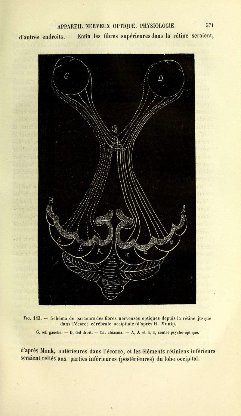 d'aulres endroits. — Enfin les fibres supérieures dans la rétine seraient, FiG. 143. — Schéma du parcours des fibres nerveuses optiques depuis la rétine jusque dans l'écorce cérébrale occipitale (d'après H. Munk). G, œil gauche. — D, œil droit. — Ch, chiasma. — A, A et a, a, centre psycho-optique. d'après Munk, antérieures dans l'écorce, et les éléments rétiniens inférieurs seraient reliés aux parties inférieures (postérieures) du lobe occipital.