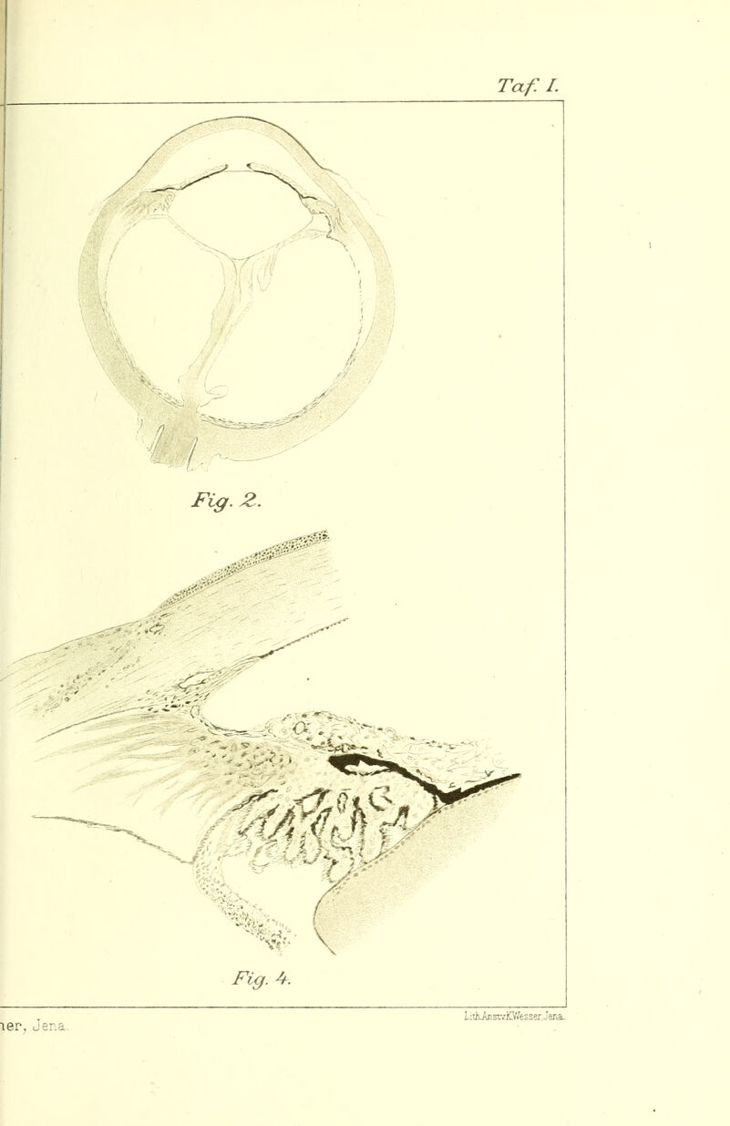 TCLf. 1. Fig. 4. er, Jena. L;th-Aiisr;K.Vi'esser,Jeria.