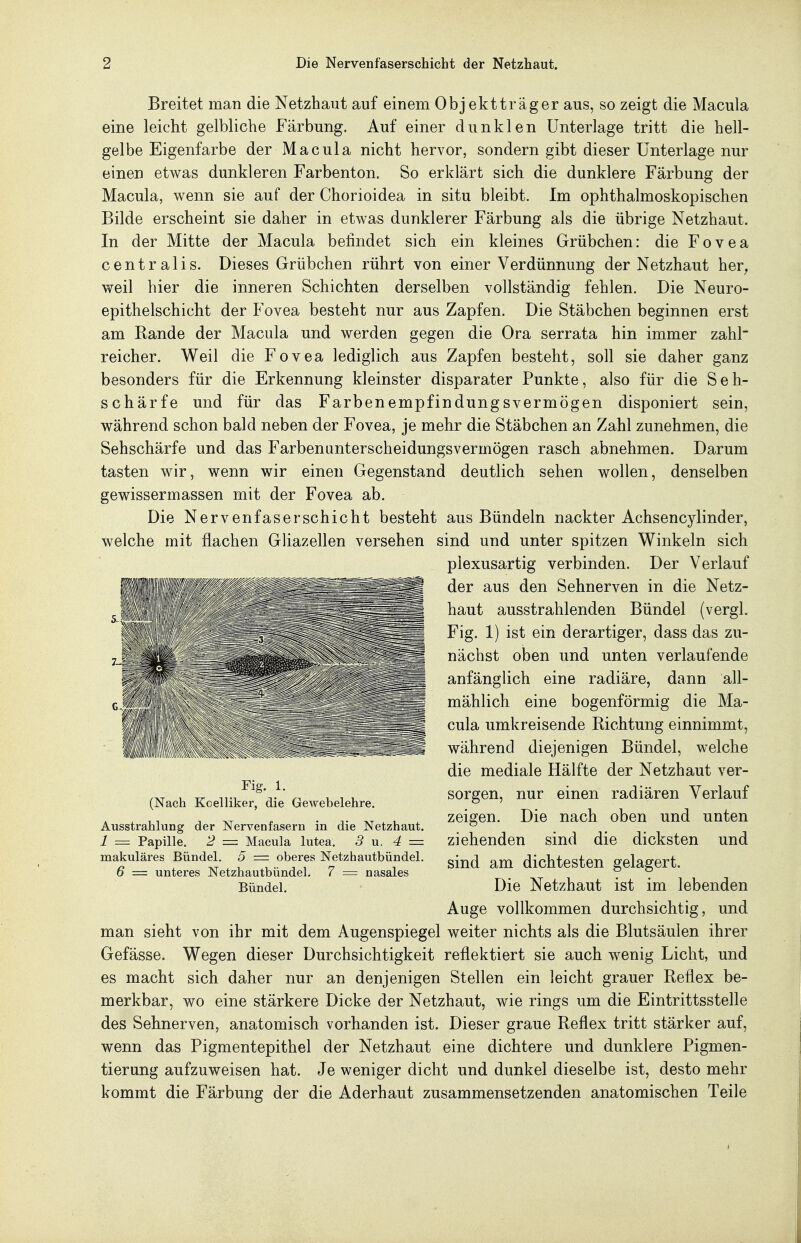 Breitet man die Netzhaut auf einem Objektträger aus, so zeigt die Macula eine leicht gelbliche Färbung. Auf einer dunklen Unterlage tritt die hell- gelbe Eigenfarbe der Macula nicht hervor, sondern gibt dieser Unterlage nur einen etwas dunkleren Farbenton. So erklärt sich die dunklere Färbung der Macula, wenn sie auf der Chorioidea in situ bleibt. Im ophthalmoskopischen Bilde erscheint sie daher in etwas dunklerer Färbung als die übrige Netzhaut. In der Mitte der Macula befindet sich ein kleines Grübchen: die Fovea centralis. Dieses Grübchen rührt von einer Verdünnung der Netzhaut her, weil hier die inneren Schichten derselben vollständig fehlen. Die Neuro- epithelschicht der Fovea besteht nur aus Zapfen. Die Stäbchen beginnen erst am Rande der Macula und werden gegen die Ora serrata hin immer zahl reicher. Weil die Fovea lediglich aus Zapfen besteht, soll sie daher ganz besonders für die Erkennung kleinster disparater Punkte, also für die Seh- schärfe und für das Farbenempfindungsvermögen disponiert sein, während schon bald neben der Fovea, je mehr die Stäbchen an Zahl zunehmen, die Sehschärfe und das Farbeniinterscheidungsvermögen rasch abnehmen. Darum tasten wir, wenn wir einen Gegenstand deutlich sehen wollen, denselben gewissermassen mit der Fovea ab. Die Nervenfaser sc hiebt besteht aus Bündeln nackter Achsencylinder, welche mit flachen Gliazellen versehen sind und unter spitzen Winkeln sich plexusartig verbinden. Der Verlauf der aus den Sehnerven in die Netz- haut ausstrahlenden Bündel (vergl. Fig. 1) ist ein derartiger, dass das zu- nächst oben und unten verlaufende anfänglich eine radiäre, dann all- mählich eine bogenförmig die Ma- cula umkreisende Richtung einnimmt, während diejenigen Bündel, welche die mediale Hälfte der Netzhaut ver- sorgen, nur einen radiären Verlauf zeigen. Die nach oben und unten ziehenden sind die dicksten und sind am dichtesten gelagert. Die Netzhaut ist im lebenden Auge vollkommen durchsichtig, und man sieht von ihr mit dem Augenspiegel weiter nichts als die Blutsäulen ihrer Gefässe. Wegen dieser Durchsichtigkeit reflektiert sie auch wenig Licht, und es macht sich daher nur an denjenigen Stellen ein leicht grauer Reflex be- merkbar, wo eine stärkere Dicke der Netzhaut, wie rings um die Eintrittsstelle des Sehnerven, anatomisch vorhanden ist. Dieser graue Reflex tritt stärker auf, wenn das Pigmentepithel der Netzhaut eine dichtere und dunklere Pigmen- tierung aufzuweisen hat. Je weniger dicht und dunkel dieselbe ist, desto mehr kommt die Färbung der die Aderhaut zusammensetzenden anatomischen Teile Fig. 1. (Nach Koelliker, die Gewebelehre. Ausstrahlung der Nervenfasern in die Netzhaut. 1 = Papille. 2 = Macula lutea. 3 n. 4 = makuläres Bündel. 5 = oberes Netzhautbündel. 6 = unteres Netzhautbündel. 7 = nasales Bündel.