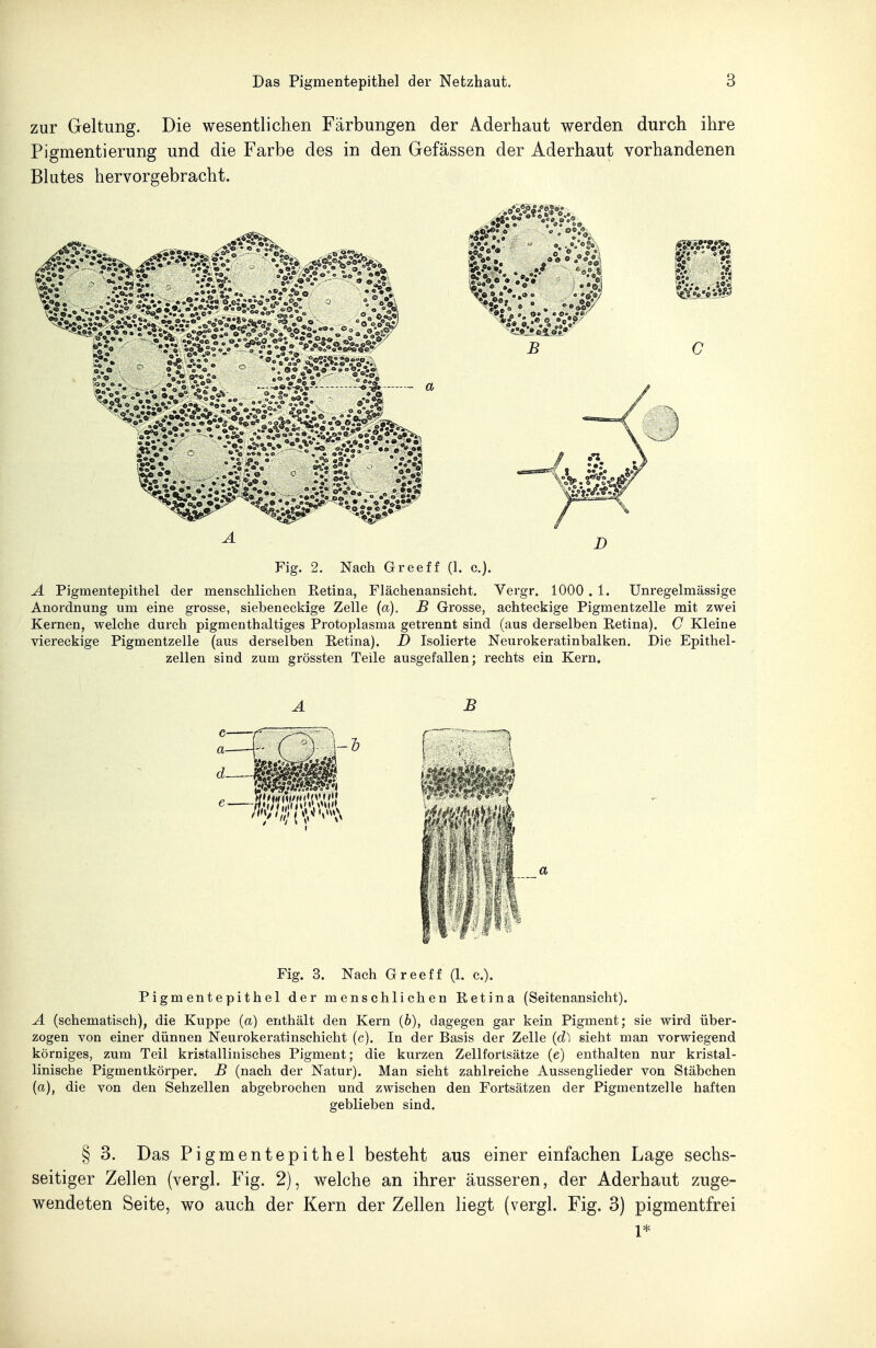 zur Geltung. Die wesentlichen Färbungen der Aderhaut werden durch ihre Pigmentierung und die Farbe des in den Gefässen der Aderhaut vorhandenen Blutes hervorgebracht. Fig. 2. Nach Greeff (1. c). A Pigmentepithel der menschlichen Retina, Flächenansicht. Vergr. 1000 . 1. Unregelmässige Anordnung um eine grosse, siebeneckige Zelle (a). B Grosse, achteckige Pigmentzelle mit zwei Kernen, welche durch pigmenthaltiges Protoplasma getrennt sind (aus derselben Retina). C Kleine viereckige Pigmentzelle (aus derselben Retina). D Isolierte Neurokeratinbalken. Die Epithel- zellen sind zum grössten Teile ausgefallen; rechts ein Kern. A B Fig. 3. Nach Greeff (1. c). Pigmentepithel der menschlichen Retina (Seitenansicht). A (schematisch), die Kuppe (a) enthält den Kern (6), dagegen gar kein Pigment; sie wird über- zogen von einer dünnen Neurokeratinschicht (c). In der Basis der Zelle {(P, sieht man vorwiegend körniges, zum Teil kristallinisches Pigment; die kurzen Zellfortsätze (e) enthalten nur kristal- linische Pigmentkörper. B (nach der Natur). Man sieht zahlreiche Aussenglieder von Stäbchen (a), die von den Sehzellen abgebrochen und zwischen den Fortsätzen der Pigmentzelle haften geblieben sind. § 3. Das Pigmentepithel besteht aus einer einfachen Lage sechs- seitiger Zellen (vergl. Fig. 2), welche an ihrer äusseren, der Aderhaut zuge- wendeten Seite, wo auch der Kern der Zellen liegt (vergl. Fig. 3) pigmentfrei 1*