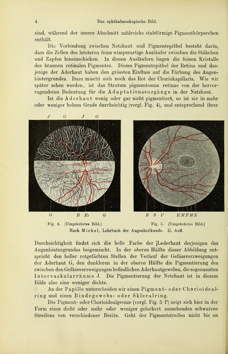 sind, während der innere Abschnitt zahlreiche stabförmige Pigmentkörperchen enthält. Die Verbindung zwischen Netzhaut und Pigmentepithel besteht darin, dass die Zellen des letzteren feine wimperartige Ausläufer zwischen die Stäbchen und Zapfen hineinschicken. In diesen Ausläufern liegen die feinen Kristalle des braunen retinalen Pigmentes. Dieses Pigmentepithel der Retina und das- jenige der Aderhaut haben den grössten Einfluss auf die Färbung des Augen- bintergrundes. Dazu mischt sich noch das Rot der Choriokapillaris. Wie wir später sehen werden, ist das Stratum pigmentosum retinae von der hervor- ragendsten Bedeutung für die Adaptätionsvorgänge in der Netzhaut. Ist die Ad er haut wenig oder gar nicht pigmentiert, so ist sie in mehr oder weniger hohem Grade durchsichtig (vergl. Fig. 4), und entsprechend ihrer J G J G G B Ex G BSP BMFMB Fig. 4. (Umgekehrtes Bild.) Fig. 5. (Umgekehrtes Bild.) Nach Michel, Lehrbuch der Augenheilkunde. IL Aufl. Durchsichtigkeit findet sich die helle | Farbe der [Lederhaut derjenigen des Augenhintergrundes beigemischt. In der oberen Hälfte dieser Abbildung ent- spricht den heller rotgefärbten Stellen der Verlauf der Gefässverzweigungen der Aderhaut G, den dunkleren in der oberen Hälfte die Pigmentierung des zwischen den Gefässverzweigungen befindhchen Aderhautgewebes, die sogenannten Intervaskularräume J. Die Pigmentierung der Netzhaut ist in diesem Bilde also eine weniger dichte. An der Papille unterscheiden wir einen Pigment- oder Chorioideal- ring und einen Bindegewebs- oder Skleralring. Die Pigment- oder Chorioidealgrenze (vergl. Fig. 5 P) zeigt sich hier in der Form eines dicht oder mehr oder weniger gelockert aussehenden schwarzen Streifens von verschiedener Breite. Geht der Pigmentstreifen nicht bis an