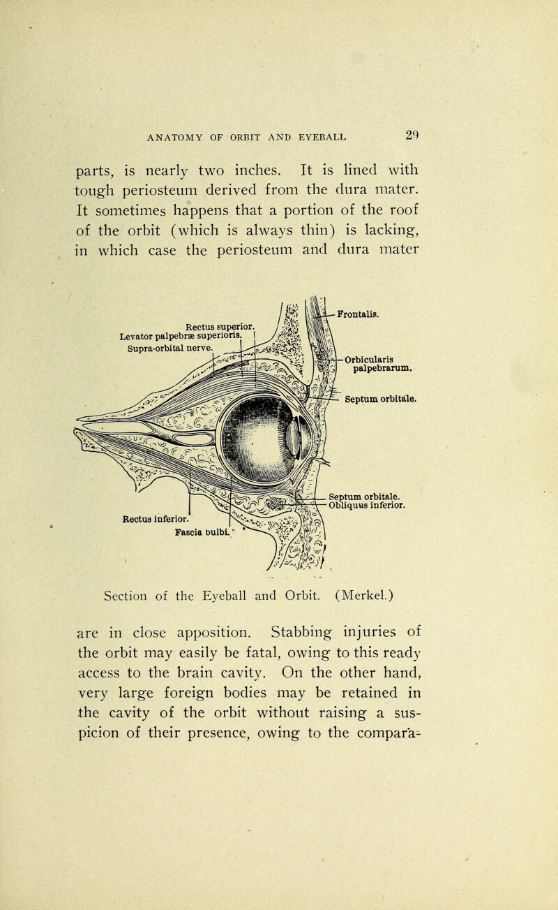 parts, is nearly two inches. It is lined with tough periosteum derived from the dura mater. It sometimes happens that a portion of the roof of the orbit (which is always thin) is lacking, in which case the periosteum and dura mater Section of the Eyeball and Orbit. (Merkel.) are in close apposition. Stabbing injuries of the orbit may easily be fatal, owing to this ready access to the brain cavity. On the other hand, very large foreign bodies may be retained in the cavity of the orbit without raising a sus- picion of their presence, owing to the compara-