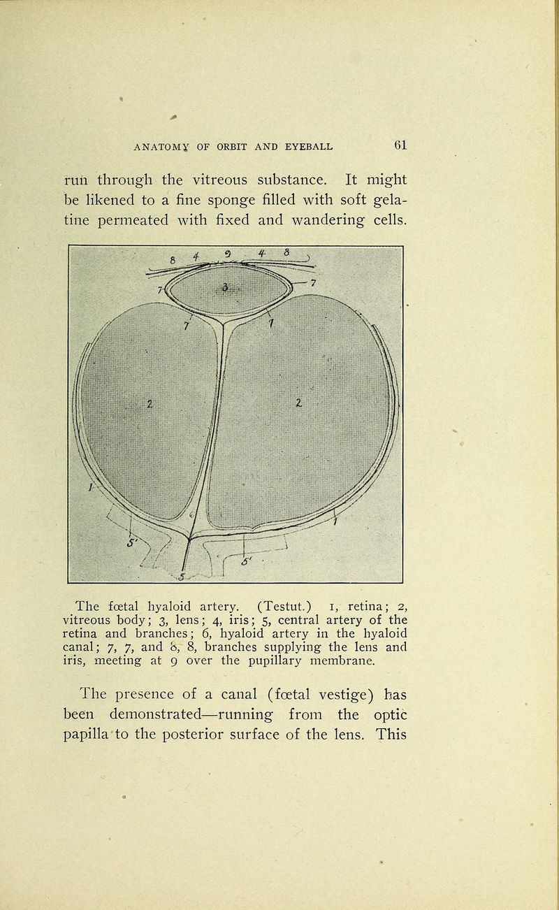 run through the vitreous substance. It might be likened to a fine sponge filled with soft gela- tine permeated with fixed and wandering cells. /:'! S' The foetal hyaloid artery. (Testut.) i, retina; 2, vitreous body; 3, lens; 4, iris; 5, central artery of the retina and branches; 6, hyaloid artery in the hyaloid canal; 7, 7, and 8, 8, branches supplying the lens and iris, meeting at 9 over the pupillary membrane. The presence of a canal (foetal vestige) has been demonstrated—running from the optic papilla to the posterior surface of the lens. This