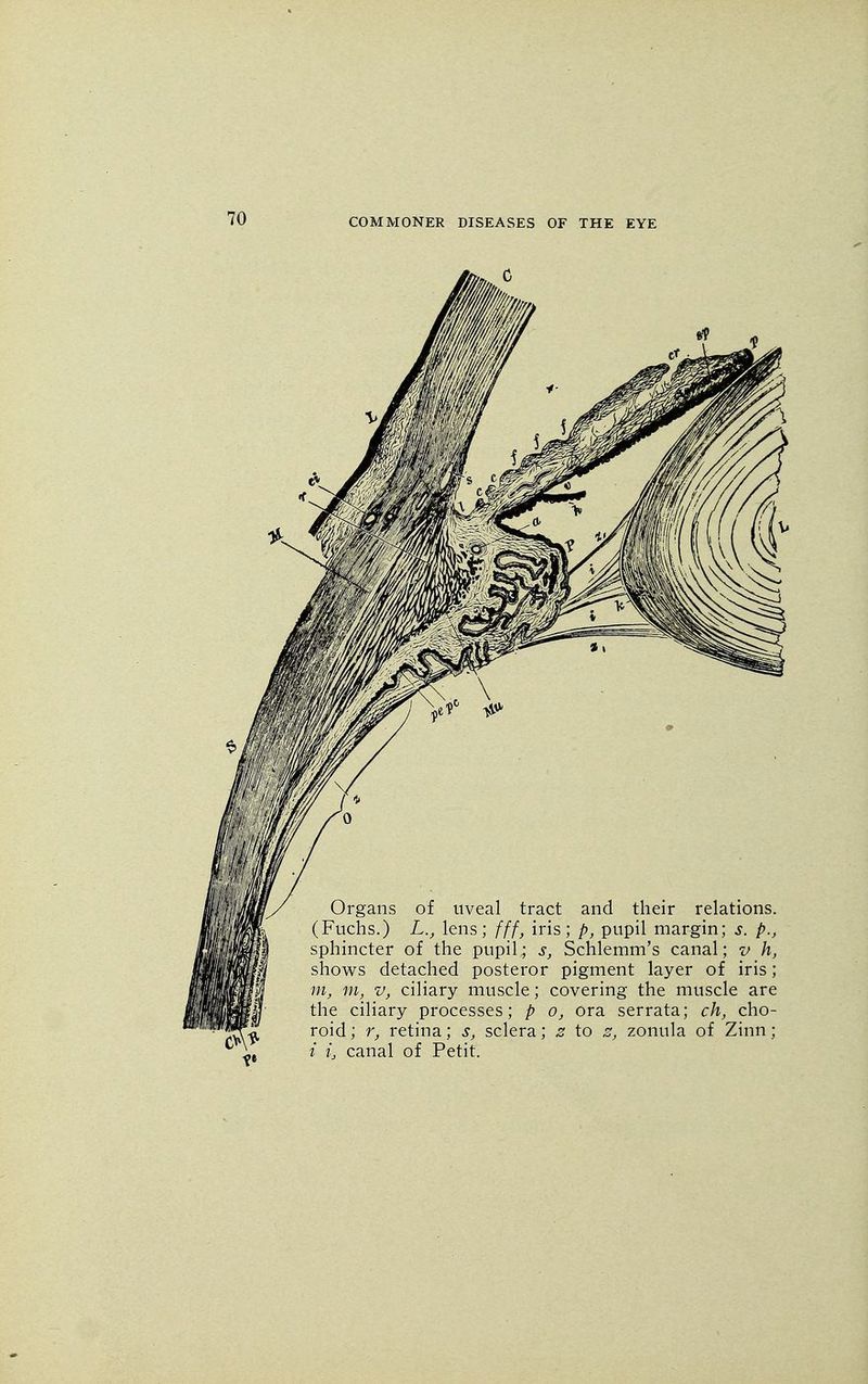 Organs of uveal tract and their relations. (Fuchs.) L., lens; fff, iris; p, pupil margin; s. p., sphincter of the pupil; s, Schlemm's canal; v h, shows detached posteror pigment layer of iris; m, m, v, ciliary muscle; covering the muscle are the ciliary processes; p o, ora serrata; ch, cho- roid ; r, retina; s, sclera; z to z, zonula of Zinn; i i} canal of Petit.