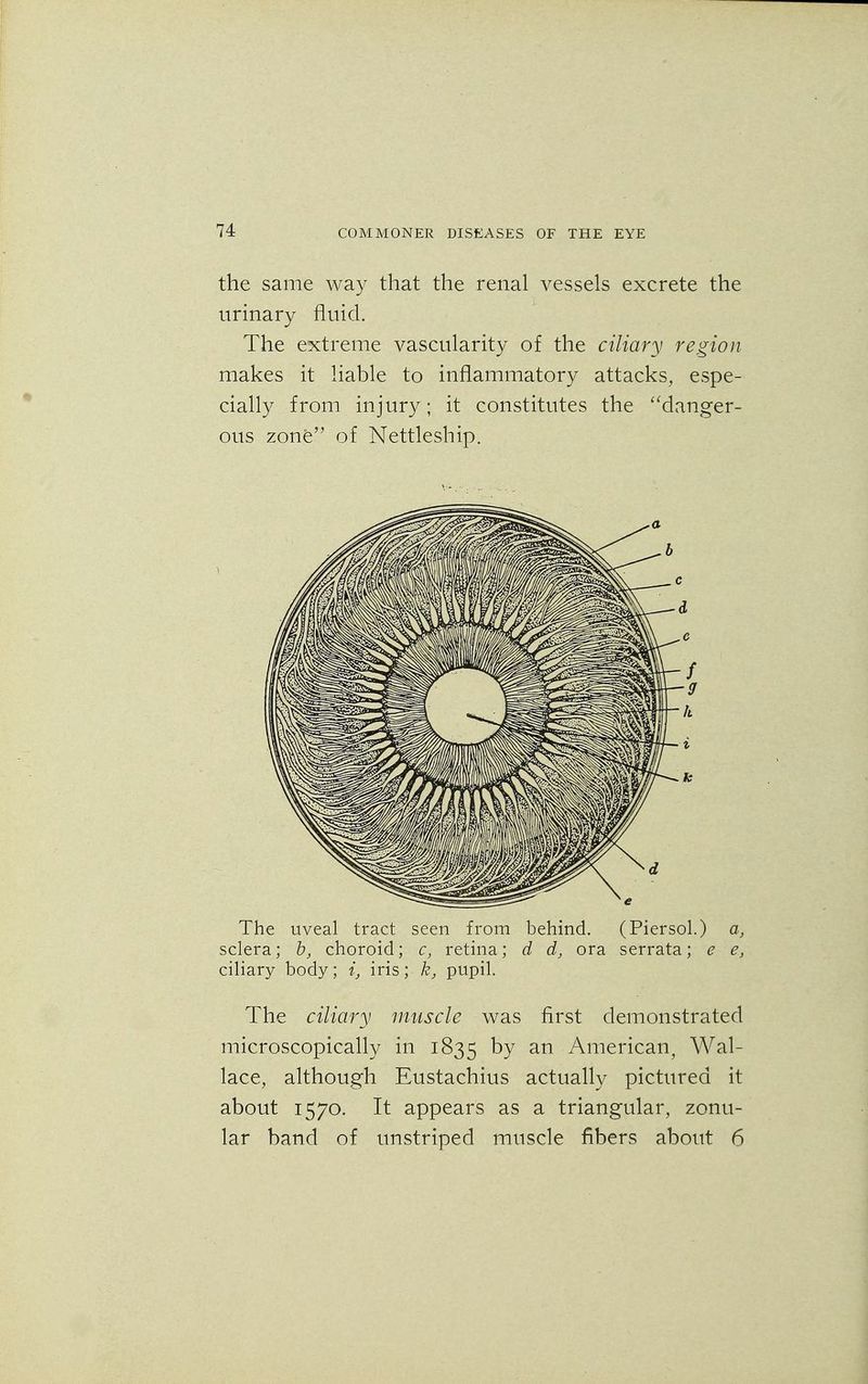 the same way that the renal vessels excrete the urinary fluid. The extreme vascularity of the ciliary region makes it liable to inflammatory attacks, espe- cially from injury; it constitutes the danger- ous zone of Nettleship. The uveal tract seen from behind. (Piersol.) a, sclera; b, choroid; c, retina; d d, ora serrata; e e, ciliary body; i, iris; k, pupil. The ciliary muscle was first demonstrated microscopically in 1835 by an American, Wal- lace, although Eustachius actually pictured it about 1570. It appears as a triangular, zonu- lar band of unstriped muscle fibers about 6
