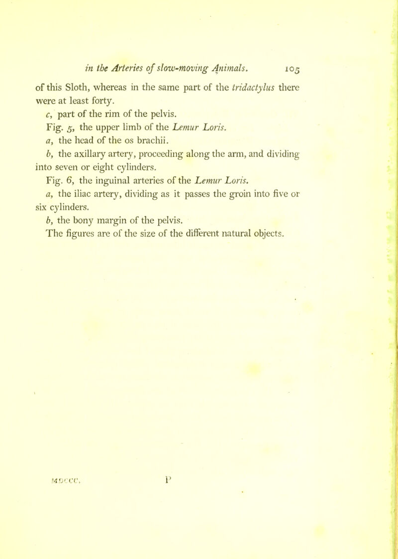 of this Sloth, whereas in the same part of the tridactylus there were at least forty. c, part of the rim of the pelvis. Fig. 5, the upper limb of the Lemur Loris. a, the head of the os brachii. b, the axillary artery, proceeding along the arm, and dividing into seven or eight cylinders. Fig. 6, the inguinal arteries of the Lemur Loris. a, the iliac artery, dividing as it passes the groin into five or six cylinders. b, the bony margin of the pelvis. The figures are of the size of the different natural objects.
