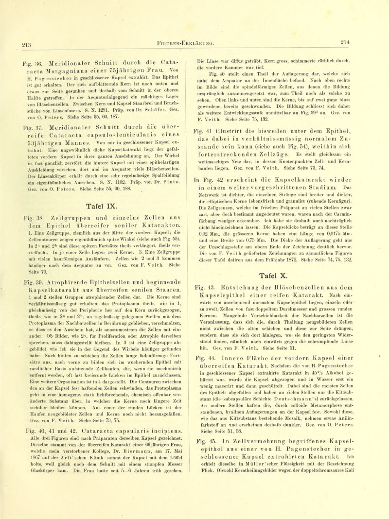 Fig. 36. Meridionaler Schnitt durch die Cata- racta Morgagniana einer 75jährigen Frau. Von H. Pagenstecher in geschlossener Kapsel extrahirt. Das Epithel ist gut erhalten. Der sich aufblätternde Kern ist nach unten und etwas zur Seite gesunken und deshalb vom Schnitt in der oberen Hälfte getroffen. In der Aequatorialgegend ein mächtiges Lager von Bläschenzellen. Zwischen Kern und Kapsel Staarbrei und Bruch- stücke von Linsenfasern. S. N. 1291. Präp. von Dr. Schäfer. Gez. von 0. Peters. Siehe Seite 55, 60, 187. Fig. 37. Meridionaler Schnitt durch die über- reife Cataracta capsulo-lenticularis eines 53jährigen Mannes, Von mir in geschlossener Kapsel ex- trahirt. Eine ungewöhnlich dicke Kapselkatarakt liegt der gefal- teten vordem Kapsel in ihrer ganzen Ausdehnung an. Der Wirbel ist fast gänzlich zerstört, die hintere Kapsel mit einer epithelartigen Auskleidung versehen, dort und im Aequator viele Bläschenzellen. Der Linsenkörper erhält durch eine sehr regelmässige Spaltbildung ein eigenthümliches Aussehen. S. N. 1102. Präp. von Dr. Pinto. Gez. von 0. Peters. Siehe Seite 55, 60, 188. Tafel IX. Fig. 38. Zellgruppen und einzelne Zellen aus dem Epithel überreifer seniler Katarakten. I. Eine Zellgruppe, ziemlich aus der Mitte der vordem Kapsel; die Zellcontouren zeigen eigenthümlich spitze Winkel (siehe auch Fig. 55). In 2a und 2b sind diese spitzen Fortsätze theils verlängert, theils ver- vielfacht. In je einer Zelle liegen zwei Kerne. 3. Eine Zellgruppe mit vielen haarförmigen Ausläufern. Zellen wie 2 und 3 kommen häufiger nach dem Aequator zu vor. Gez. von F. Veith. Siehe Seite 73. Fig. 39. Atrophirende Epithelzellen und beginnende Kapselkatarakt aus überreifen senilen Staaren. 1 und 2 stellen Gruppen atrophirender Zellen dar. Die Kerne sind verhältnissmässig gut erhalten, das Protoplasma theils, wie in 1, gleichmässig von der Peripherie her auf den Kern zurückgezogen, theils, wie in 2a und 2b, an regelmässig gelegenen Stellen mit dem Protoplasma der Nachbarzellen in Berührung geblieben, verschmolzen, so dass es den Anschein hat, als anastomosirten die Zellen mit ein- ander. Oh Bilder, wie 2°, für Proliferation oder Atrophie derselben sprechen, muss dahingestellt bleiben. In 3 ist eine Zellgruppe ab- gebildet, wie ich sie in der Gegend des Wirbels häufiger gefunden habe. Nach hinten zu schieben die Zellen lange fadenförmige Fort- sätze aus, nach vorne zu bilden sich im wuchernden Epithel mit rundlicher Basis aufsitzende Zellhaufen, die, wenn sie mechanisch entfernt werden, oft fast kreisrunde Lücken im Epithel zurücklassen. Eine weitere Organisation ist in 4 dargestellt. Die Contouren zwischen den an der Kapsel fest haftenden Zellen schwinden, das Protoplasma geht in eine homogene, stark lichtbrechende, chemisch offenbar ver- änderte Substanz über, in welcher die Kerne noch längere Zeit sichtbar bleiben können. Aus einer der runden Lücken ist der Haufen neugebildeter Zellen und Kerne noch nicht herausgefallen. Gez. von F. Veith. Siehe Seite 73, 75. Fig. 40, 41 und 42. Cataracta capsularis incipiens. Alle drei Figuren sind nach Präparaten derselben Kapsel gezeichnet. Dieselbe stammt von der überreifen Katarakt einer 66jährigen Frau, welche mein verstorbener Kollege, Dr. Biermann, am 17. Mai 1867 auf der Arlt'sehen Klinik sammt der Kapsel mit dem Löffel holte, weil gleich nach dem Schnitt mit einem stumpfen Messer Glaskörper kam. Die Frau hatte seit 5—6 Jahren trüb gesehen. Die Linse war diffus getrübt, Kern gross, schimmerte röthlich durch, die vordere Kammer war tief. Fig. 40 stellt einen Theil der Auflagerung dar, welche sich nahe dem Aequator an der Innenfläche befand. Nach oben rechts im Bilde sind die spindelförmigen Zellen, aus denen die Bildung ursprünglich zusammengesetzt war, zum Theil noch als solche zu sehen. Oben links und unten sind die Kerne, bis auf zwei ganz blass gewordene, bereits geschwunden. Die Bildung schliesst sich daher als weitere Entwicklungsstufe unmittelbar an Fig. 393 an. Gez. von F. Veith. Siehe Seite 75, 132. ! Fig. 41 illustrirt die bisweilen unter dem Epithel, das dabei in verhältnissmässig normalem Zu- stande sein kann (siehe auch Fig. 54), weithin sich forterstreckenden Zellzüge. Es stellt gleichsam ein weitmaschiges Netz dar, in dessen Knotenpunkten Zell- und Kern- haufen liegen. Gez. von F. Veith. Siehe Seite 73, 74. In Fig. 42 erscheint die Kapselkatarakt wieder in einem weiter vorgeschrittenen Stadium. Das Netzwerk ist dichter, die einzelnen Stränge sind breiter und dicker, die elliptischen Kerne lebensfrisch und granulirt (ruhende Kernfigur). Die Zellgrenzen, welche im frischen Präparat an vielen Stellen zwar zart, aber doch bestimmt angedeutet waren, waren nach der Carmin- färbung weniger erkennbar. Ich habe sie deshalb auch nachträglich nicht hineinzeichnen lassen. Die Kapseldicke beträgt an dieser Stelle 0,02 Mm., die grösseren Kerne haben eine Länge von 0,0175 Mm. und eine Breite von 0,75 Mm. Die Dicke der Auflagerung geht aus der Umschlagsstelle am obern Ende der Zeichnung deutlich hervor. Die von F. Veith gelieferten Zeichnungen zu sämmtlichen Figuren dieser Tafel datiren aus dem Frühjahr 1872. Siehe Seite 74, 75, 132. Tafel X. Fig. 43. Entstehung der Bläschenzellen aus dem Kapselepithel einer reifen Katarakt. Nach ein- wärts von anscheinend normalem Kapselepithel liegen, einzeln oder zu zweit, Zellen von fast doppeltem Durchmesser und grossen runden Kernen. Mangelnde Verschiebbarkeit der Nachbarzellen ist die Veranlassung, dass sich die, durch Theilung neugebildeten Zellen nicht zwischen die alten schieben und diese zur Seite drängen, sondern dass sie sich dort hinlegen, wo sie den geringsten Wider- stand finden, nämlich nach einwärts gegen die schrumpfende Linse hin. Gez. von F. Veith. Siehe Seite 51. Fig. 44. Innere Fläche der vordem Kapsel einer Überreifen Katarakt. Nachdem die von H. Pagenstecher in geschlossener Kapsel extrahirte Katarakt in 45°/o Alkohol ge- härtet war, wurde die Kapsel abgezogen und in Wasser erst ein wenig macerirt und dann geschüttelt. Dabei sind die meisten Zellen des Epithels abgefallen und haben an vielen Stellen nur die Kittsub- stanz (die subcapsuläre Schichte D eut s chm ann's) zurückgelassen. An andern Stellen haften die, durch colloide Metamorphose ent- standenen, hyalinen Auflagerungen an der Kapsel fest. Sowohl diese, wie das aus Kittsubstanz bestehende Mosaik, nehmen etwas Anilin- farbstoff an und erscheinen deshalb dunkler. Gez. von 0. Peters. Siehe Seite 51, 58. Fig. 45. In Zellvermehrung begriffenes Kapsel- epithel aus einer von H. Pagenstecher in ge- schlossener Kapsel extrahirten Katarakt. Ich erhielt dieselbe in Müll er'scher Flüssigkeit mit der Bezeichnung Flick. Obwohl Kerntheilungsbilder wegen der doppeltchromsaures Kali