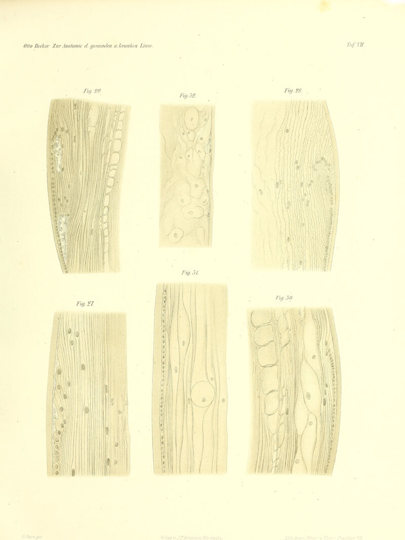 0. Peltrs,gcz. Vertag v. J.EBcrqinawiWüsbädau