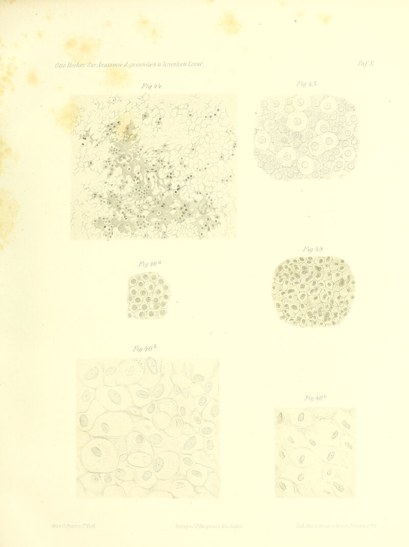 Fig. 44: » - w Fig. 43. . - Fig. 46 3 Fig. 45. ,J 'f ^ Vi mmm i ng.46' - Fig. 46 Q &z pt O.Peters u.F. Ycitk Verlag?. J.EB ■ .