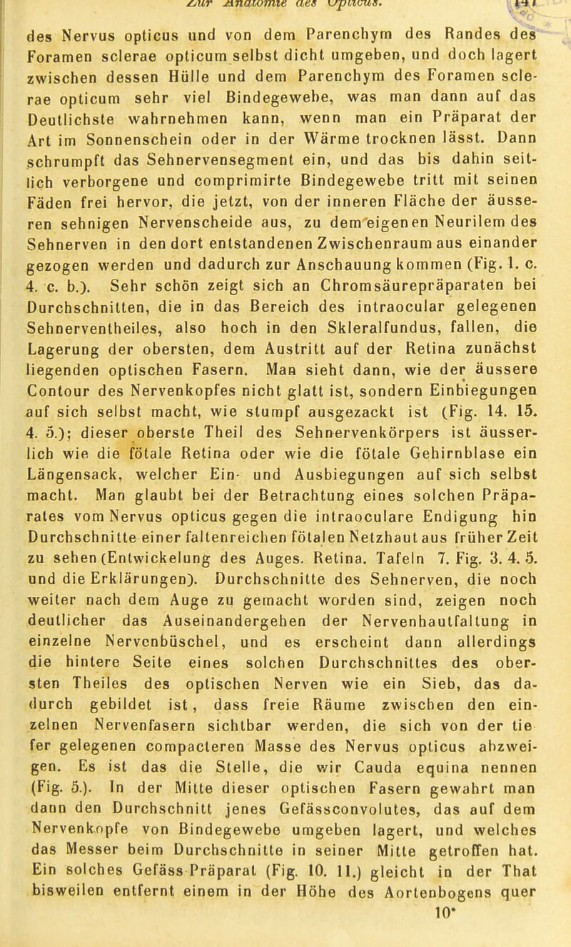 des Nervus opticus und von dem Parenchym des Randes des Foramen scierae opticum selbst dicht umgeben, und doch lagert zwischen dessen Hülle und dem Parenchym des Foramen scie- rae opticum sehr viel Bindegewebe, was man dann auf das Deutlichste wahrnehmen kann, wenn man ein Präparat der Art im Sonnenschein oder in der Wärme trocknen lässt. Dann schrumpft das Sehnervensegment ein, und das bis dahin seit- lich verborgene und comprimirte Bindegewebe tritt mit seinen Fäden frei hervor, die jetzt, von der inneren Fläche der äusse- ren sehnigen Nervenscheide aus, zu dem eigenen Neurilem des Sehnerven in den dort entstandenen Zwischenraum aus einander gezogen werden und dadurch zur Anschauung kommen (Fig. 1. c. 4. c. b.). Sehr schön zeigt sich an Chromsäurepräparaten bei Durchschnitten, die in das Bereich des intraocular gelegenen Sehnerventheiles, also hoch in den Skleralfundus, fallen, die Lagerung der obersten, dem Austritt auf der Retina zunächst liegenden optischen Fasern. Man sieht dann, wie der äussere Contour des Nervenkopfes nicht glatt ist, sondern Einbiegungen auf sich selbst macht, wie stumpf ausgezackt ist (Fig. 14. 15. 4. 5.); dieser oberste Theil des Sehnervenkörpers ist äusser- lich wie die fötale Retina oder wie die fötale Gehirnblase ein Längensack, welcher Ein- und Ausbiegungen auf sich selbst macht. Man glaubt bei der Betrachtung eines solchen Präpa- rates vom Nervus opticus gegen die intraoculare Endigung hin Durchschnitte einer faltenreichen fötalen Netzhaut aus früher Zeit zu sehen (Entwickelung des Auges. Retina. Tafeln 7. Fig. 3.4.5. und die Erklärungen). Durchschnitte des Sehnerven, die noch weiter nach dem Auge zu gemacht worden sind, zeigen noch deutlicher das Auseinandergehen der Nervenhautfallung in einzelne Nervcnbüschel, und es erscheint dann allerdings die hintere Seite eines solchen Durchschnittes des ober- sten Theiles des optischen Nerven wie ein Sieb, das da- durch gebildet ist, dass freie Räume zwischen den ein- zelnen Nervenfasern sichtbar werden, die sich von der tie fer gelegenen compacteren Masse des Nervus opticus abzwei- gen. Es ist das die Stelle, die wir Cauda equina nennen (Fig. 5.). In der Milte dieser optischen Fasern gewahrt man dann den Durchschnitt jenes Gefässconvolutes, das auf dem Nervenknpfe von Bindegewebe umgeben lagert, und welches das Messer beim Durchschnitte in seiner Mitte getroffen hat. Ein solches Gefäss Präparat (Fig. 10. 11.) gleicht in der That bisweilen entfernt einem in der Höhe des Aortenbogens quer 10*