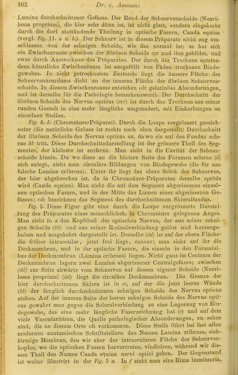 Lumina durchschnittener Gefässc. Der Rand der Selinervenschcide (Neuri- lema proprium), die hier sehr dünn ist, ist nicht glatt, sondern eingekerbt durch die dort stattfindende Theilung in optische Fasern, Cauda equina (vergl. Fig. 11. a u. b.). Der Sehnerv ist in diesem Präparate niclit eng um- schlossen von der sehnigen Scheide, wie das normal ist; es hat sich ein Zwischenraum zwischen der fibrösen Scheide ccc und ihm gebildet, und zwar durch Austrocknen des Prcäparates. Der durch das Trocknen entstan- dene künstliche Zwischenraum ist ausgefüllt von Fäden trockenen Binde- gewebes. In nicht getrocknetem Zustande liegt die äussere Fläche des Sehnervenneurilems dicht an der inneren Fläche der fibrösen Sehnerven- scheide. In diesem Zwischenräume entstehen oft gelatinöse Absonderungen, und ist derselbe für die Pathologie bemerkenswerth.'Der Durchschnitt der fibrösen Scheide des Nervus opticus (ccc) ist durch das Trocknen aus seiner runden Gestalt in eine mehr längliche umgeändert, mit Einkerbungen an einzelnen Stellen. Fig. 4. Z». (Chromsäure-Präparat). Durch die Loupe vergrössert gezeich- neter (die natürliche Grösse ist rechts nach oben dargestellt) Durchschnitt der fibrösen Scheide des Nervus opticus aa, da wo sie auf den Fundus scle- rae bi tritt. Diese Durchschnittsdarstellung ist der grössere Theil des Seg- mentes, der kleinere ist entfernt. Man sieht in die Cavität der Sehnen- scheide hinein. Da wo diese an die hintere Seite des Foramen sclerae (d) sich anlegt, sieht man circuläre Bildungen von Bindegewebe (die für uns falsche Lamina cribrosa). Unter ihr liegt das obere Stück des Sehnerven, der hier abgebrochen ist, da in Chromsäure-Präparaten derselbe spröde wird (Cauda equina). Man sieht die auf dem Segment abgerissenen einzel- nen optischen Fasern, und in der Mitte das Lumen eines abgerissenen Ge- fässes; cdc bezeichnen das Segment des durchschnittenen Skleralfundus. Fig. 5- Diese Figur gibt eine durch die Loupe vergrösserte Darstel- lung des Präparates eines menschlicheh, in Chromsäure gelegenen Auges. Man sieht in a den Kopftheil des optischen Nerven, der aus seiner sehni- gen Scheide (bb) und aus seiner Retinalverbindung gelöst und herausge- hoben und umgekehrt dargestellt ist. Derselbe (dd) ist auf der obern Fläche» die früher intraocular, jetzt frei liegt, concav; man sieht auf ihr die Deckmembran, und in ihr optische Fasern, die einzeln in den Foramini- bus der Deckmembran (Lamina cribrosa) liegen. Nicht ganz im Centrum der Deckmembran lagern zwei Lumina abgerissener Centralgefässe; zwischen fdd) zur Seite abwärts vom Sehnerven auf dessen eigener Scheide (Neuri- lema proprium) (dd) liegt die circuläre Deckmembran. Die Grenze der hier durchschnittenen Sklera ist in cc, auf der die jetzt leeren Wände (W) der länglich durchschnittenen sehnigen Scheide des Nervus opticus stehen. Auf der inneren Seite der leeren sehnigen Scheide des Nervus opti- cus gewahrt man gegen die Scleralverbindung zu eine Lagerung von Bin- degewebe, das eine mehr längliche Faserzeichnung hat (c) und auf dem viele Vascularitäten, die Quelle pathologischer Absonderungen, zu seilen sind, die an diesem Orte oft vorkommen. Diese Stelle führt bei fast allen modernen anatomischen Schriftstellern den Namen Lamina cribrosa, sieb- förraige Membran, den wir aber der intraocularen Fläche des Sehnerven- kopfes, wo die optischen Fasern hervortreten, vindiciren, während wir die- sem Theil den Namen Cauda equina nervi optici geben. Der Gegenstand ist weiter illustrirt in der Fig. 5 a. In f sieht man eine Rima immissoria,