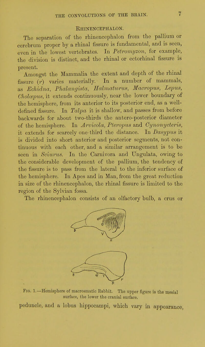 Ehinencephalon. The separation of the rhinencephalon from the pallium or cerebrum proper by a rhinal fissure is fundamental, and is seen, even in the lowest vertebrates. In Petromyzon, for example, the division is distinct, and the rhinal or ectorhinal fissure is present. Amongst the Mammalia the extent and depth of the rhinal fissure (r) varies materially. In a number of mammals, as Echidna, Phalangista, Halmaturus, Macropus, Zepus, Choloepus, it extends continuously, near the lower boundary of the hemisphere, from its anterior to its posterior end, as a well- defined fissure. In Talpa it is shallow, and passes from before backwards for about two-thirds the antero-posterior diameter of the hemisphere. In Arvicola, Pteropus and Gynonycteris, it extends for scarcely one-third the distance. In Dasypus it is divided into short anterior and posterior segments, not con- tinuous with each other, and a similar arrangement is to be seen in Sciurus. In the Carnivora and Ungulata, owing to the considerable development of the pallium, the tendency of the fissure is to pass from the lateral to the inferior surface of the hemisphere. In Apes and in Man, from the great reduction in size of the rhinencephalon, the rhinal fissure is limited to the region of the Sylvian fossa. The rhinencephalon consists of an olfactory bulb, a crus or Fig. 1.—Hemisphere of macroamatic Rabbit. Tlie upper figure is the mesial surface, the lower the cranial surface. peduncle, and a lobus hippocampi, which vary in appearance.