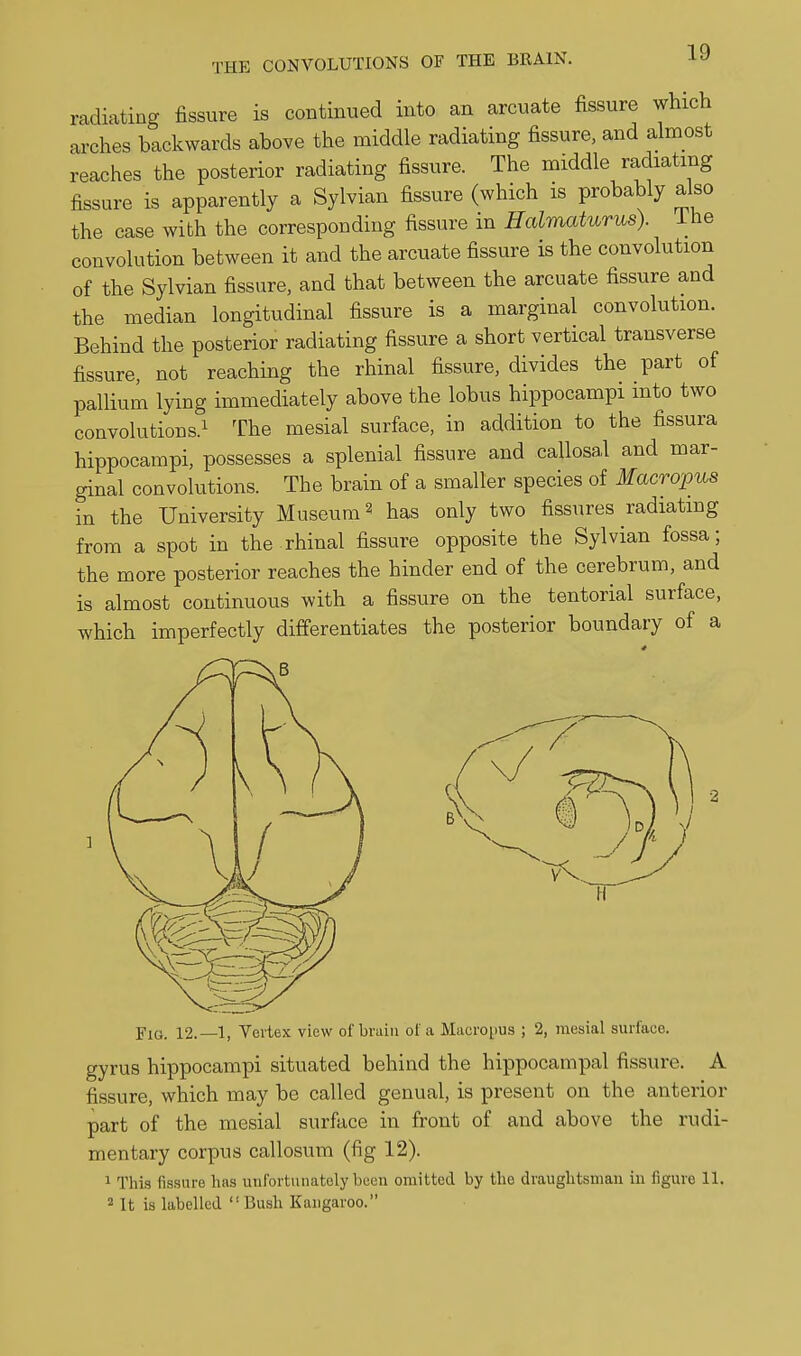 radiating fissure is continued into an arcuate fissure which ai-ches backwards above the middle radiating fissure, and almost reaches the posterior radiating fissure. The middle radiating fissure is apparently a Sylvian fissure (which is probably also the case with the corresponding fissure in Halmaturus). ihe convolution between it and the arcuate fissure is the convolution of the Sylvian fissure, and that between the arcuate fissure and the median longitudinal fissure is a marginal convolution. Behind the posterior radiating fissure a short vertical transverse fissure, not reaching the rhinal fissure, divides the part of pallium lying immediately above the lobus hippocampi into two convolutions.! rj.j^g j^ggiai surface, in addition to the fissura hippocampi, possesses a splenial fissure and callosal and mar- ginal convolutions. The brain of a smaller species of Macropus in the University Museum ^ has only two fissures radiating from a spot in the rhinal fissure opposite the Sylvian fossa; the more posterior reaches the hinder end of the cerebrum, and is almost continuous with a fissure on the tentorial surface, which imperfectly differentiates the posterior boundary of a Fig. 12.—1, Vertex view of bruin ol' a Macropus ; 2, mesial surface, gyrus hippocampi situated behind the hippocampal fissure. A fissure, which may be called genual, is present on the anterior part of the mesial surface in front of and above the rudi- mentary corpus callosum (fig 12). 1 This fissure has uufortunatoly been omitted by the draughtsman in figure 11. 2 It is labelled Bush Kangaroo.