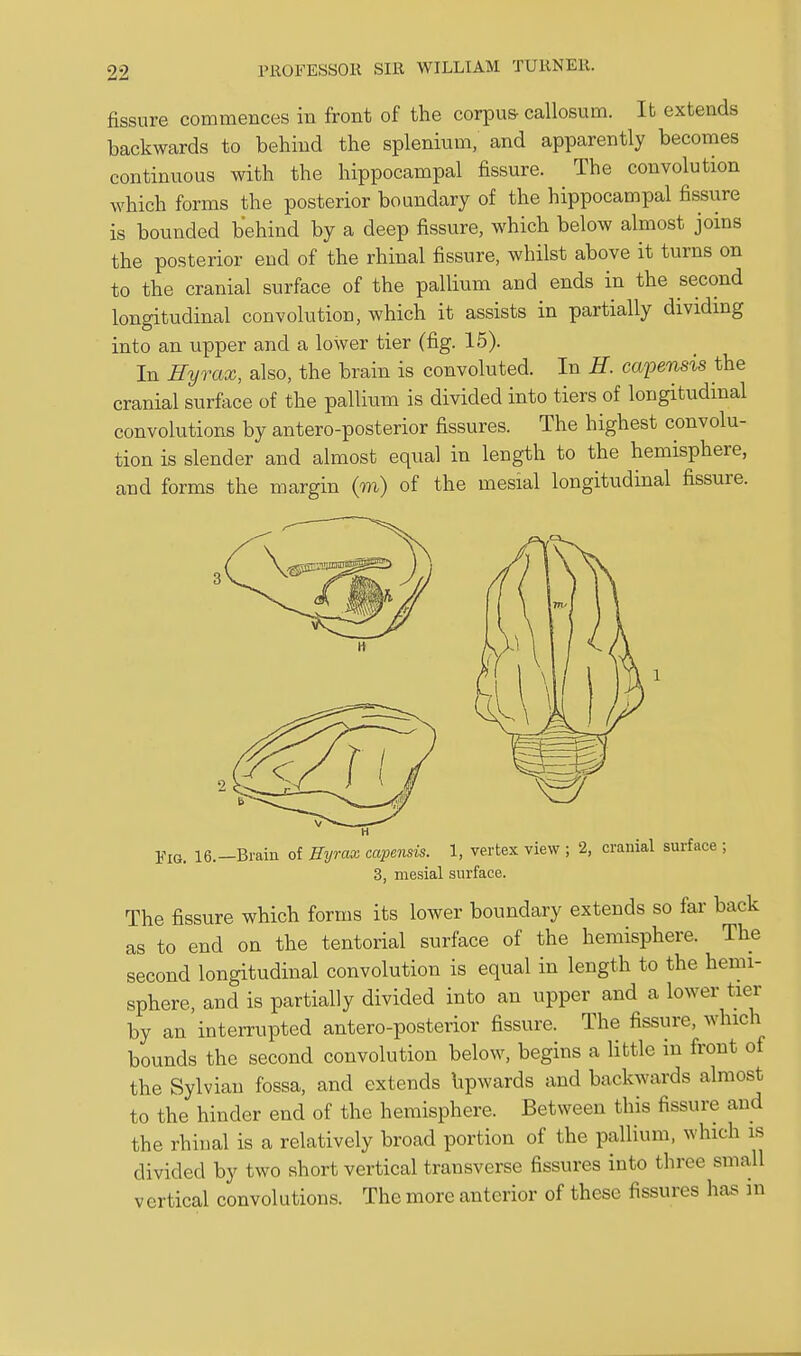 fissure commences in front of the corpu& callosum. It extends backwards to behind the splenium, and apparently becomes continuous with the hippocampal fissure. The convolution which forms the posterior boundary of the hippocampal fissure is bounded behind by a deep fissure, which below almost joins the posterior end of the rhinal fissure, whilst above it turns on to the cranial surface of the pallium and ends in the second longitudinal convolution, which it assists in partially dividing into an upper and a lower tier (fig. 15). In Hyrax, also, the brain is convoluted. In H. capensis the cranial surface of the pallium is divided into tiers of longitudinal convolutions by antero-posterior fissures. The highest convolu- tion is slender and almost equal in length to the hemisphere, and forms the margin (m) of the mesial longitudinal fissure. YiQ. 16.—Brain of Eyrax capensis. 1, vertex view ; 2, cranial surface ; 3, mesial surface. The fissure which forms its lower boundary extends so far back as to end on the tentorial surface of the hemisphere. The second longitudinal convolution is equal in length to the hemi- sphere, and is partially divided into an upper and a lower tier by an interrupted antero-posterior fissure. The fissure, which bounds the second convolution below, begins a little in front of the Sylvian fossa, and extends bpwards and backwards almost to the hinder end of the hemisphere. Between this fissure and the rhinal is a relatively broad portion of the pallium, which is divided by two short vertical transverse fissures into three small vertical convolutions. The more anterior of these fissures has in