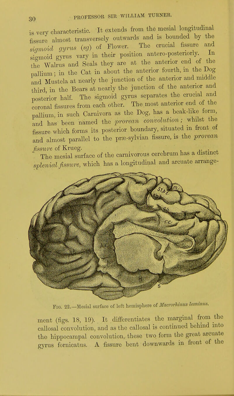 is very characteristic. It extends from the mesial longitudinal fissure almost transversely outwards and is bounded by the sigmoid gyrus (sg) of Flower. The crucial fissure and sigmoid gyrus vary in their position antero-posteriorly. In the Walrus and Seals they are at the anterior end of the pallium - in the Cat in about the anterior fourth, m the Dog and Mustela at nearly the junction of the anterior and middle third in the Bears at nearly the junction of the anterior and posterior half. The sigmoid gyrus separates the crucial and coronal fissures from each other. The most anterior end of the pallium, in such Carnivora as the Dog, has a beak-like form, and has been named the prorean convolution; whilst the fissure which forms its posterior boundary, situated m front of and almost parallel to the pr^-sylvian fissure, is the prorean fissure of Krueg. j- i. The mesial surface of the carnivorous cerebrum has a distinct splenica fissure, which has a longitudinal and arcuate arrange- Fio. 22.—Mesial surface of left liemispliere oUfacrorhinus leoninus. ment (figs. 18, 19). It differentiates the marginal from the callosal convolution, and as the callosal is continued behind into the hippocampal convolution, these two form the great arcuate gyrus fornicatus. A fissure bent downwards in front of the