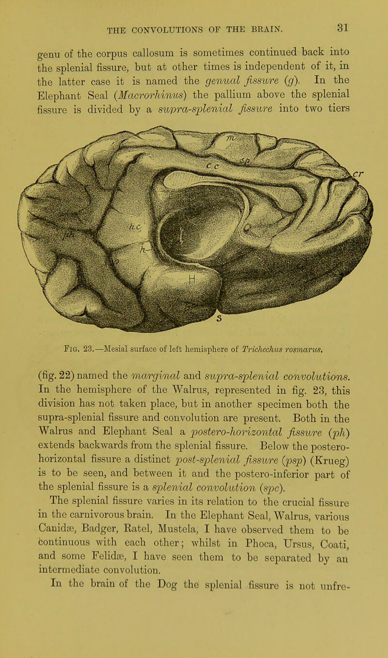 genu of the corpus callosum is sometimes contimied back into the splenial fissure, but at other times is independent of it, in the latter case it is named the genual fissure (g). In the Elephant Seal {Macrorhinus) the pallium above the splenial fissure is divided by a supra-splenial fissure into two tiers Fig. 23.—Mesial surface of left hemisphere of Trichechus rosmanis, (fig. 22) named the marginal and supra-splenial convolutions. In the hemisphere of the Walrus, represented in fig. 23, this division has not taken place, but in another specimen both the supra-splenial fissure and convolution are present. Both in the Walrus and Elephant Seal a postero-horizontal fissure {ph) extends backwards from the splenial fissure. Below the postero- horizontal fissure a distinct post-splenial fissure (psp) (Krueg) is to be seen, and between it and the postero-inferior part of the splenial fissure is a splenial convolution {spc). The splenial fissure varies in its relation to the crucial fissure in the carnivorous brain. In the Elephant Seal, Walrus, various Canidse, Badger, Katel, Mustek, I have observed them to be continuous with each other; whilst in Phoca, Ursus, Coati, and some Felidse, I have seen them to be separated by an intermediate convolution. In the brain of the Dog the splenial fissure is not unfre-