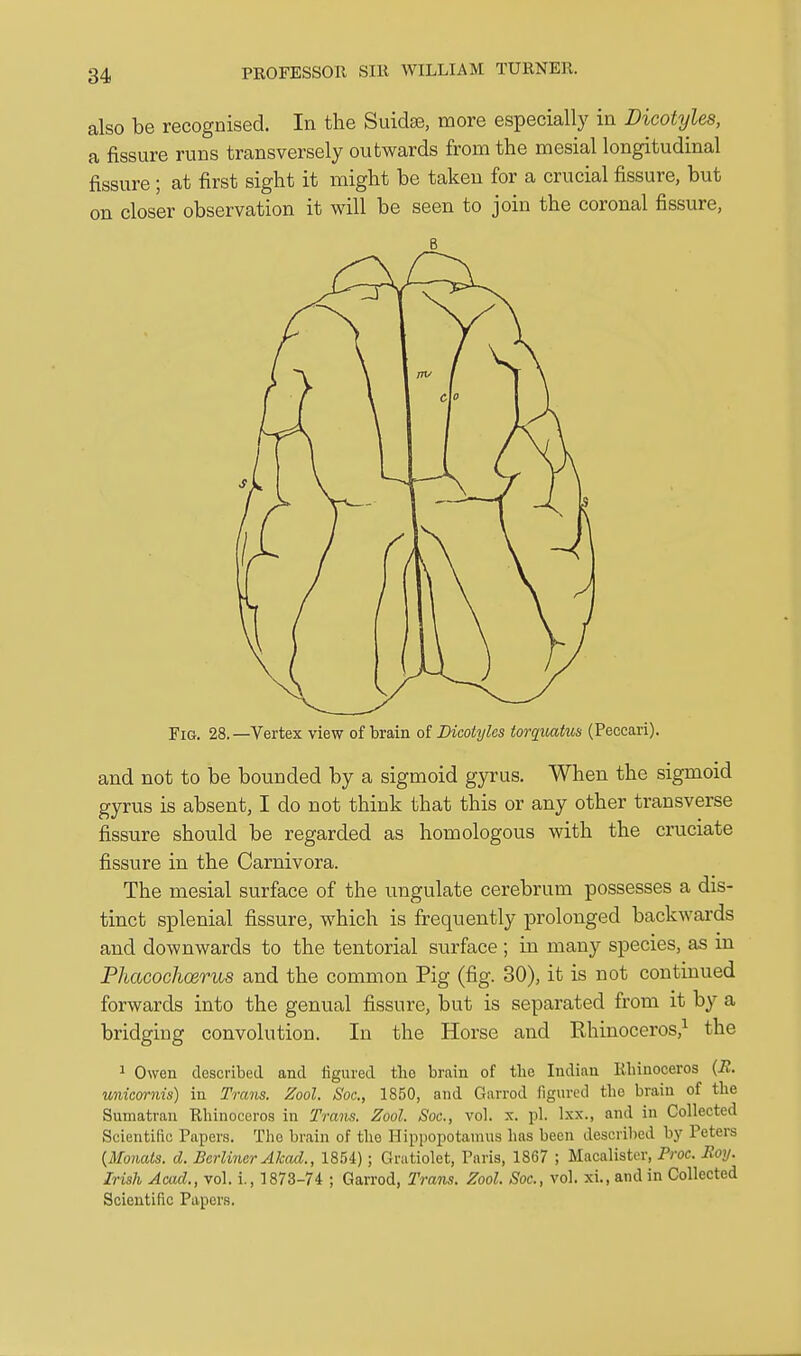 also be recognised. In tlie Suidse, more especially in Dicotyles, a fissure runs transversely outwards from the mesial longitudinal fissure ; at first sight it might be taken for a crucial fissure, but on closer observation it will be seen to join the coronal fissure, B Fia. 28. —Vertex view of brain of Dicotyles torquatus (Peccari). and not to be bounded by a sigmoid gyrus. When the sigmoid gyrus is absent, I do not think that this or any other transverse fissure should be regarded as homologous with the cruciate fissure in the Carnivora. The mesial surface of the ungulate cerebrum possesses a dis- tinct splenial fissure, which is frequently prolonged backwards and downwards to the tentorial surface ; in many species, as in Phacochoerus and the common Pig (fig. 30), it is not continued forwards into the genual fissure, but is separated from it by a bridging convolution. In the Horse and Rhinoceros,^ the 1 Owen described and figured the brain of the Indian Ehinoceros (E. unicm-nis) in Trans. Zool. Soc, 1850, and Garrod figured the brain of tbe Sumatran Rliinoceros in Tram. Zool. Soc, vol. x. pi. Ixx., and in Collected Scientific Papers. The brain of the Hippopotamus has been described by Peters {Monals. d. Berliner Akad., 1854); Grutiolet, Paris, 1867 ; Macalistcr, Proc. Roy. Irish Acad., vol. i., 1873-74 ; Garrod, Trmis. Zool. Soc, vol. xL.andin Collected Scientific Papers.