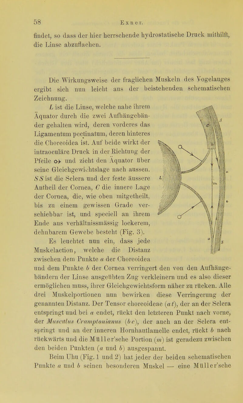 findet, so dass der hier herrschende hydrostatische Druck mithilft, die Linse abzuflachen. Die Wirkungsweise der fraglichen Muskeln des Vogelauges ergibt sich nun leicht aus der beistehenden schematischen Zeichnung. L ist die Linse, welche nahe ihrem Äquator durch die zwei Aufhängebän- der gehalten wird, deren vorderes das Ligamentum pectinaturn, deren hinteres die Choreoidea ist. Auf beide wirkt der intraoculäre Druck in der Richtung der Pfeile o» und zieht den Äquator üb ei- serne Gleichgewichtslage nach aussen. S S ist die Sclera und der feste äussere Antheil der Cornea, C die innere Lage der Cornea, die, wie oben mitgetheilt, bis zu einem gewissen Grade ver- schiebbar ist, und speciell an ihrem Ende aus verhältnissmässig lockerem, dehnbarem Gewebe besteht (Fig. 3). Es leuchtet nun ein, dass jede Muskelaction, welche die Distanz zwischen dem Punkte a der Choreoidea und dem Punkte b der Cornea verringert den von den Aufhänge- bändern der Linse ausgeübten Zug verkleinern und es also dieser ermöglichen muss, ihrer Gleichgewichtsform näher zu rücken. Alle drei Muskelportionen nun bewirken diese Verringerung der genannten Distanz. Der Tensor choreoideae (at), der an der Sclera entspringt und bei a endet, rückt den letzteren Punkt nach vorne, der Musculus Cramptonianus (bc), der auch an der Sclera ent- springt und an der inneren Hornhautlamelle endet, rückt b nach rückwärts und die Müller'sche Portion (m) ist geradezu zwischen den beiden Punkten (a und b) ausgespannt. Beim Uhu (Fig. 1 und 2) hat jeder der beiden schematischeD Punkte a und b seinen besonderen Muskel — eine Müller'sche