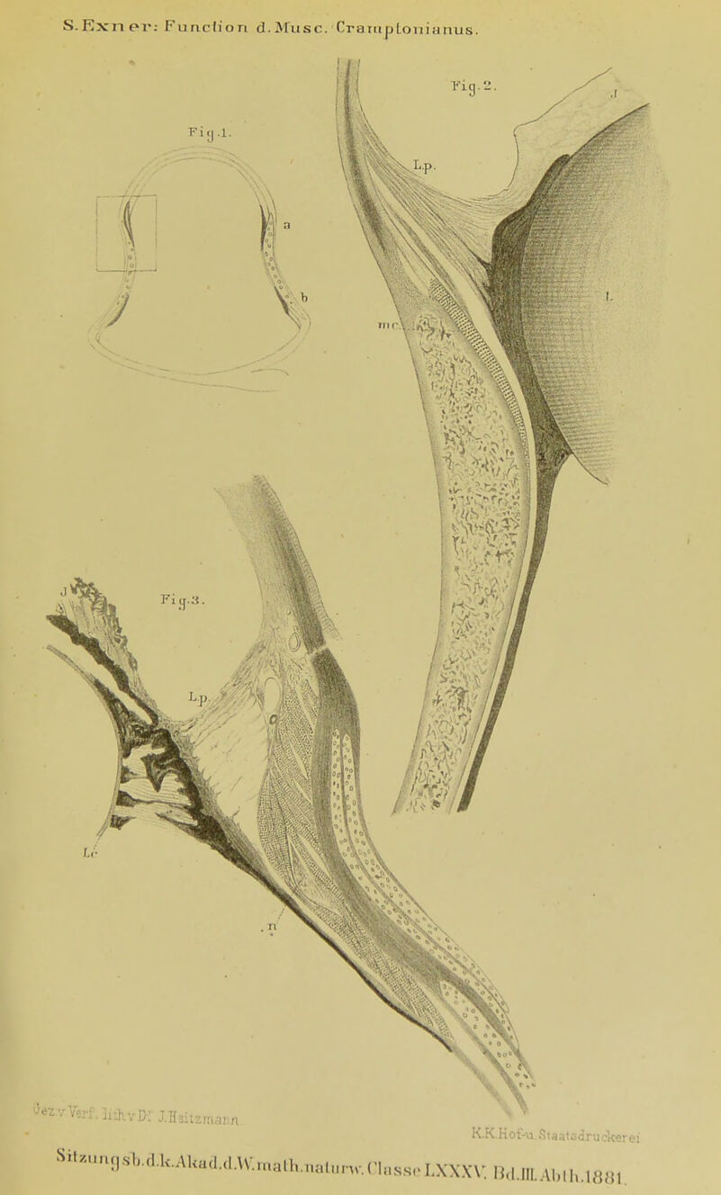 S.Ex nei*: Function d.Mixsc. Crattiptonianus.