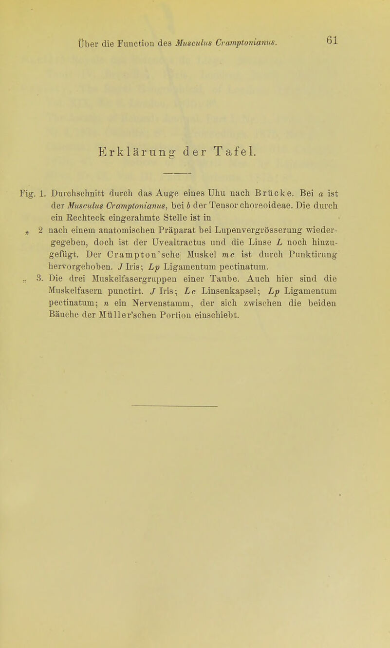 Erklärung- der Tafel. . 1. Durchschnitt durch das Auge eines Uhu nach Brücke. Bei a ist der Musculus Cramptonianus, bei b der Tensor choreoideae. Die durch ein Rechteck eingerahmte Stelle ist in 2 nach einem anatomischen Präparat bei Lupenvergrösserung wieder- gegeben, doch ist der Uvealtractus und die Linse L noch hinzu- gefügt. Der Crampton'sche Muskel mc ist durch Punktirung hervorgehoben. JIris; Lp Ligamentum pectinatum. 3. Die drei Muskelfasergruppeu einer Taube. Auch hier sind die Muskelfasern punctirt. / Iris; L c Linsenkapsel; Lp Ligamentum pectinatum; n ein Nervenstamm, der sich zwischen die beiden Bäuche der Müller'schen Portion einschiebt.