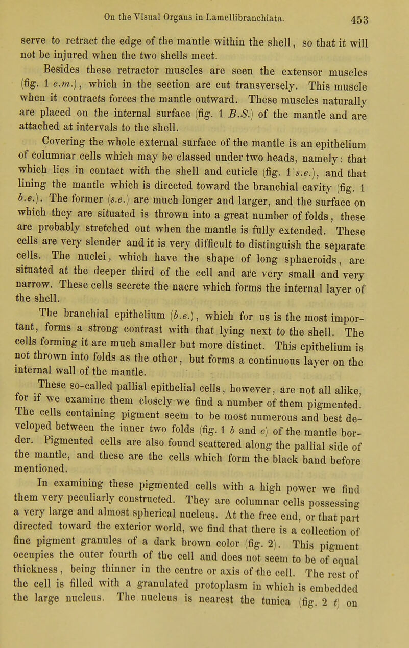 serve to retract the edge of the mantle within the shell, so that it will not be injured when the two shells meet. Besides these retractor muscles are seen the extensor muscles (fig. 1 e.m.), which in the section are cut transversely. This muscle when it contracts forces the mantle outward. These muscles naturally are placed on the internal surface (fig. 1 B.S.) of the mantle and are attached at intervals to the shell. Covering the whole external surface of the mantle is an epithelium of columnar cells which may be classed under two heads, namely: that which lies in contact with the shell and cuticle (fig. 1 s.e.), and that lining the mantle which is directed toward the branchial cavity (fig. 1 b.e.). The former (s.e.) are much longer and larger, and the surface on which they are situated is thrown into a great number of folds, these are probably stretched out when the mantle is fully extended. These cells are very slender and it is very difficult to distinguish the separate cells. The nuclei, which have the shape of long sphaeroids, are situated at the deeper third of the cell and are very small and very narrow. These cells secrete the nacre which forms the internal layer of the shell. The branchial epithelium {b.e.), which for us is the most impor- tant, forms a strong contrast with that lying next to the shell. The cells forming it are much smaller but more distinct. This epithelium is not thrown into folds as the other, but forms a continuous layer on the internal wall of the mantle. These so-called pallial epithelial cells, however, are not all alike, for if we examine them closely we find a number of them pigmented' The cells containing pigment seem to be most numerous and best de- veloped between the inner two folds (fig. 1 b and c) of the mantle bor- der. Pigmented cells are also found scattered along the pallial side of the mantle, and these are the cells which form the black band before mentioned. In examining these pigmented cells with a high power we find them very peculiarly constructed. They are columnar cells possessing a very large and almost spherical nucleus. At the free end, or that part directed toward the exterior world, we find that there is a collection of fine pigment granules of a dark brown color (fig. 2). This pigment occupies the outer fourth of the cell and does not seem to be of equal thickness , being thinner in the centre or axis of the cell. The rest of the cell is filled with a granulated protoplasm in which is embedded the large nucleus. The nucleus is nearest the tunica (fig. 2 t) on