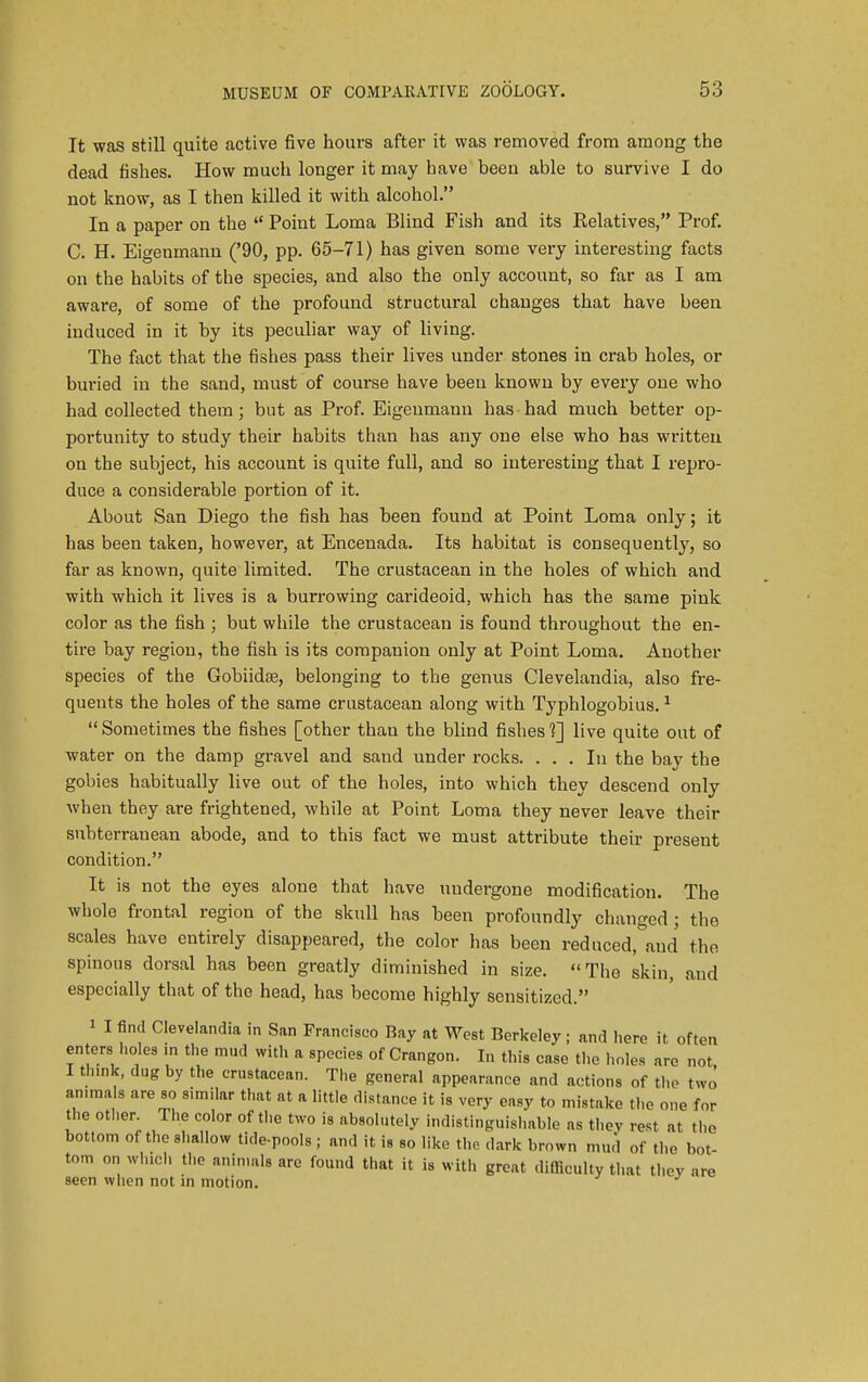 It was still quite active five hours after it was removed from among the dead fishes. How much longer it may have been able to survive I do not know, as T then killed it with alcohol. In a paper on the  Point Loma Blind Fish and its Relatives, Prof. C. H. Eigeumann ('90, pp. 65-71) has given some very interesting facts on the habits of the species, and also the only account, so far as I am aware, of some of the profound structural changes that have been induced in it by its peculiar way of living. The fact that the fishes pass their lives under stones in crab holes, or buried in the sand, must of course have been known by every one who had collected them; but as Prof. Eigeumann has had much better op- portunity to study their habits than has any one else who has written on the subject, his account is quite full, and so interesting that I repro- duce a considerable portion of it. About San Diego the fish has been found at Point Loma only; it has been taken, however, at Encenada. Its habitat is consequently, so far as known, quite limited. The crustacean in the holes of which and with which it lives is a burrowing carideoid, which has the same pink color as the fish ; but while the crustacean is found throughout the en- tire bay region, the fish is its companion only at Point Loma. Another species of the Gobiidse, belonging to the genus Clevelandia, also fre- quents the holes of the same crustacean along with Typhlogobius.1  Sometimes the fishes [other than the blind fishes ?] live quite out of water on the damp gravel and sand under rocks. ... In the bay the gobies habitually live out of the holes, into which they descend only when they are frightened, while at Point Loma they never leave their subterranean abode, and to this fact we must attribute their present condition. It is not the eyes alone that have uudergone modification. The whole frontal region of the skull has been profoundly changed; the scales have entirely disappeared, the color has been reduced,&and the spinous dorsal has been greatly diminished in size. The skin, and especially that of the head, has become highly sensitized. i I find Clevelandia in San Francisco Bay at West Berkeley; and here it often enters holes m the mud with a species of Crangon. In this case the holes are not I th.nk, dug by the crustacean. The general appearance and actions of the two animals are so similar that at a little distance it is very easy to mistake the one for the other. The color of the two is absolutely indistinguishable as they rest at the bottom of the shallow tide-pools; and it is so like the dark brown mud of the bot- tom on which the animals are found that it is with great difficulty that they are seen when not in motion.