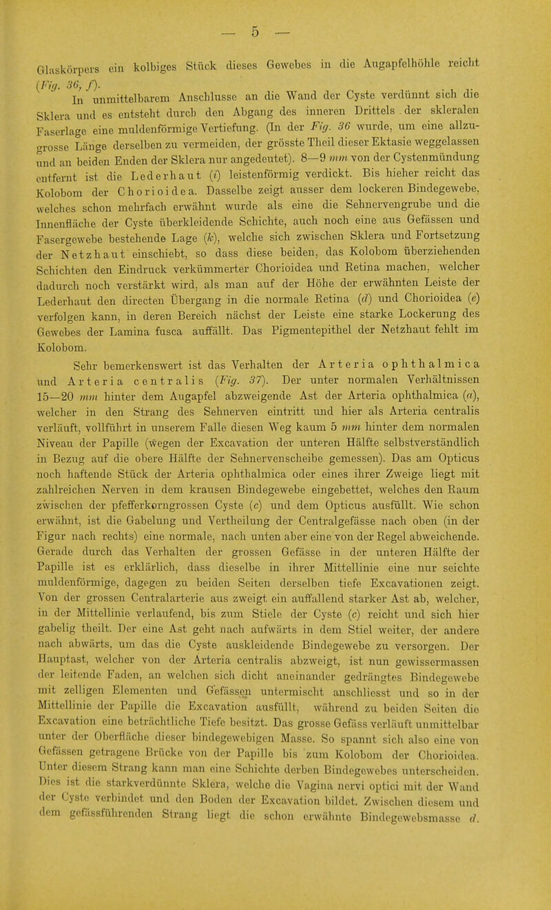 Glaskörpers ein kolbiges Stück dieses Gewebes in die Augapfelhöhle reicht {Fig. 36, /). In unmittelbarem Anschlüsse an die Wand der Cyste verdünnt sich die Sklera und es entstellt durch den Abgang des inneren Drittels der skleralen Faserlage eine muldenförmige Vertiefung. (In der Fig. 36 wurde, um eine allzu- fu-osse Länge derselben zu vermeiden, der grösste Tbeil dieser Ektasie weggelassen und an beid°en Enden der Sklera nur angedeutet). 8—9 mm von der Cystemnündimg entfernt ist die Lederhaut (/) leistenförmig verdickt. Bis hieher reicht das Kolobom der Chorioidea. Dasselbezeigt ausser dem lockeren Bindegewebe, welches schon mehrfach erwähnt wurde als eine die Sehnervengrube und die Innenfläche der Cyste überkleidende Schichte, auch noch eine aus Gefässen und Fasergewehe bestehende Lage (k), welche sich zwischen Sklera und Fortsetzung der Netzhaut einschiebt, so dass diese beiden, das Kolobom überziehenden Schichten den Eindruck verkümmerter Chorioidea und Retina machen, welcher dadurch noch verstärkt wird, als man auf der Höhe der erwähnten Leiste der Lederhaut den directen Übergang in die normale Retina (<?) und Chorioidea (e) verfolgen kann, in deren Bereich nächst der Leiste eine starke Lockerung des Gewebes der Lamina fusca auffällt. Das Pigmentepithel der Netzhaut fehlt im Kolobom. Sehr bemerkenswert ist das Verhalten der Arteria ophthalmica and Arteria centralis (Fig. 37). Der unter normalen Verhältnissen 15—20 mm hinter dem Augapfel abzweigende Ast der Arteria ophthalmica (ff), welcher in den Strang des Sehnerven eintritt und hier als Arteria centralis verläuft, vollführt in unserem Falle diesen Weg kaum 5 mm hinter dem normalen Niveau der Papille (wegen der Excavation der unteren Hälfte selbstverständlich in Bezug auf die obere Hälfte der Sehnervenscheibe gemessen). Das am Opticus noch haftende Stück der Arteria ophthalmica oder eines ihrer Zweige liegt mit zahlreichen Nerven in dem krausen Bindegewebe eingebettet, welches den Raiim zwischen der pfefferkorngrossen Cyste (c) und dem Opticus ausfüllt. Wie schon erwähnt, ist die Gabelung und Vertheilung der Centralgefässe nach oben (in der Figur nach rechts) eine normale, nach unten aber eine von der Regel abweichende. Gerade durch das Verhalten der grossen Gefässe in der unteren Hälfte der Papille ist es erklärlich, dass dieselbe in ihrer Mittellinie eine nur seichte muldenförmige, dagegen zu beiden Seiten derselben tiefe Excavationen zeigt. Von der grossen Centraiarterie aus zweigt ein auffallend starker Ast ab, welcher, in der Mittellinie verlaufend, bis zum Stiele der Cyste (c) reicht und sich hier gabelig theilt. Der eine Ast geht nach aufwärts in dem Stiel weiter, der andere nach abwärts, um das die Cyste auskleidende Bindegewebe zu versorgen. Der Hauptast, welcher von der Artcria centralis abzweigt, ist nun gewissermassen der leitende Faden, an welchen sich dicht aneinander gedrängtes Bindegewebe mit zclligon Elementen und Gelassen untermischt anschliesst und so in der Mittellinie der Papille die Excavation ausfüllt, während zu hei,hm Seiten die Excavation eine beträchtliche Tiefe besitzt. Das grosse Gefäss verläuft unmittelbar unier der Oberfläche dieser bindegewebigen Masse. So spannt sich also eine von Gefässen getragene Brücke von der Papille l)is zum Kolobom der Chorioidea Unter diesem Strang kann man eine Schichte dörben Bindegewebes unterscheiden. Dies ist die starkverdünnte Sklera, welche die Vagina nervi optici mW der Wand der Cyste verbindet und den Boden der Excavation bildet. Zwischen diesem und dem gefässführenden Strang liegt die schon erwähnte Bindegewebsmasse d.