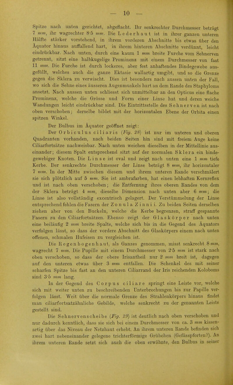 Spitze nach unten gerichtet, abgeflacht. Ihr senkrechter Durchmesser betrügt 7 mm, ihr wagrechter 8 5 mm. Die L e d erbaut ist in ihrer ganzen unteren Hälfte stärker vorstehend, in ihrem vorderen Abschnitte bis etwas über den Äquator hinaus auffallend hart, in ihrem hinteren Abschnitte verdünnt, leicht eindrückbar. Nach unten, durch eine kaum 1 mm breite Furche vom Sehnerven getrennt, sitzt eine halbkugelige Prominenz mit einem Durchmesser von fast 11 mm. Die Furche ist durch lockeres, aber fest anhaftendes Bindegewebe aus- gefüllt, welches auch die ganze Ektasie wallartig umgibt, und so die Grenze gegen die Sklera zu verwischt. Dies ist besonders nach aussen unten der Fall, wo sich die Sehne eines äusseren Augenmuskels hart an dem Rande des Staphyloms ansetzt. Nach aussen unten schliesst sich unmittelbar an den Opticus eine flache Prominenz, welche die Grösse und Form einer Linse hat und deren weiche Wandungen leicht eindrückbar sind. Die Eintrittsstelle des Sehnerven ist nach oben verschoben; derselbe bildet mit der horizontalen Ebene der Orbita einen spitzen Winkel. Der Bulbus im Äquator geöffnet zeigt: Der Orbiculus ciliaris (Fiff. 28) ist nur im unteren und oberen Quadranten vorhanden, nach beiden Seiten hin sind mit freiem Auge keine Ciliarfortsätze nachweisbar. Nach unten weichen dieselben in der Mittellinie aus- einander; diesem Spalt entsprechend sitzt auf der normalen Sklera ein binde- gewebiger Knoten. Die Linse ist oval und zeigt nach unten eine 1 mm tiefe Kerbe. Der senkrechte Durchmesser der Linse beträgt 8 mm, ihr horizontaler 7 mm. In der Mitte zwischen diesem und ihrem unteren Rande verschmälert sie sich plötzlich auf 5 mm. Sie ist ambrafarben, hat einen lebhaften Kernreflex und ist nach oben verschoben; die Entfernung ihres oberen Randes von dem der Sklera beträgt 4 mm, dieselbe Dimension nach unten aber 6 mm; die Linse ist also vollständig excentrisch gelagert. Der Verstümmelung der Linse entsprechend fehlen die Fasern der Z o n u 1 a Z i nn i i. Zu beiden Seiten derselben ziehen aber von den Buckeln, welche die Kerbe begrenzen, straff gespannte Fasern zu den Ciliarfortsätzen. Ebenso zeigt der Glaskörper nach unten eine beiläufig 2 nun breite Spalte, welche sich bis in die Gegend des Äquators verfolgen lässt, so dass der vordere Abschnitt des Glaskörpers einem nach unten offenen, schmalen Hufeisen zu vergleichen ist. Die Regenbogenhaut, als Ganzes genommen, misst senkrecht 8mm, wagrecht 7 mm. Die Pupille mit einem Durchmesser von 25 mm ist stark nach oben verschoben, so dass der obere Irisantheil nur 2 mm breit ist, dagegen auf den unteren etwas über 3 mm entfallen. Die Schenkel des mit seiner scharfen Spitze bis fast an den unteren Ciliarrand der Iris reichenden Koloboms sind 3 5 nun lang. In der Gegend des Corpus ciliare springt eine Leiste vor, welche sich mit weiter unten zu beschreibenden Unterbrechungen bis zur Papille ver- folgen lässt. Weit über die normale Grenze des Strahlenkörpers hinaus findet man ciliarfortsatz ähnliche Gebilde, welche senkrecht zu der genannten Leiste gestellt sind. Die Sehnervenscheibe (Fig. 29) ist deutlich nach oben verschoben und nur dadurch kenntlich, dass sie sich bei einem Durchmesser von ca. 3 mm kissen- artig über das Niveau der Netzhaut erhebt. An ihrem unteren Rande befinden sich zwei hart nebeneinander gelegene trichterförmige Grübchen (Gefässpforten?). An ihrem unteren Rande setzt sich auch die oben erwähnte, den Bulbus in seiner