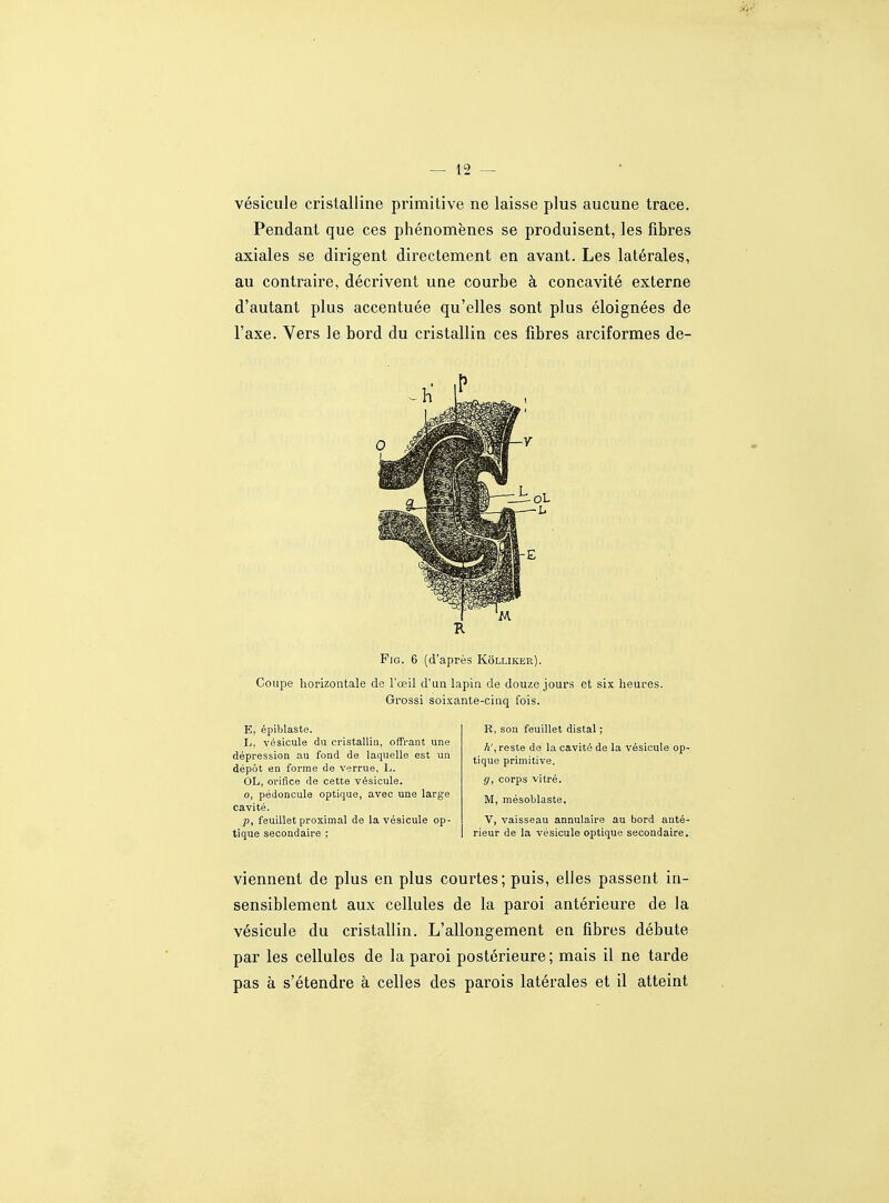 vésicule cristalline primitive ne laisse plus aucune trace. Pendant que ces phénomènes se produisent, les fibres axiales se dirigent directement en avant. Les latérales, au contraire, décrivent une courbe à concavité externe d'autant plus accentuée qu'elles sont plus éloignées de l'axe. Vers le bord du cristallin ces fibres arciformes de- Pjg. 6 (d'après Kôlliker). Coupe horizontale de l'œil d'un lapin de douze jours et six heures. Grossi soixante-cinq fois. E, épiblaste. L, vésicule du cristallin, offrant une dépression au fond de laquelle est un dépôt en forme de verrue, L. OL, orifice de cette vésicule. 0, pédoncule optique, avec une large cavité. p, feuillet proximal de la vésicule op- tique secondaire ; R, son feuillet distal ; h\ reste de la cavité de la vésicule op- tique primitive. g, corps vitré. M, mésoblaste. V, vaisseau annulaire au bord anté- rieur de la vésicule optique secondaire. viennent de plus en plus courtes; puis, elles passent in- sensiblement aux cellules de la paroi antérieure de la vésicule du cristallin. L'allongement en fibres débute par les cellules de la paroi postérieure ; mais il ne tarde pas à s'étendre à celles des parois latérales et il atteint