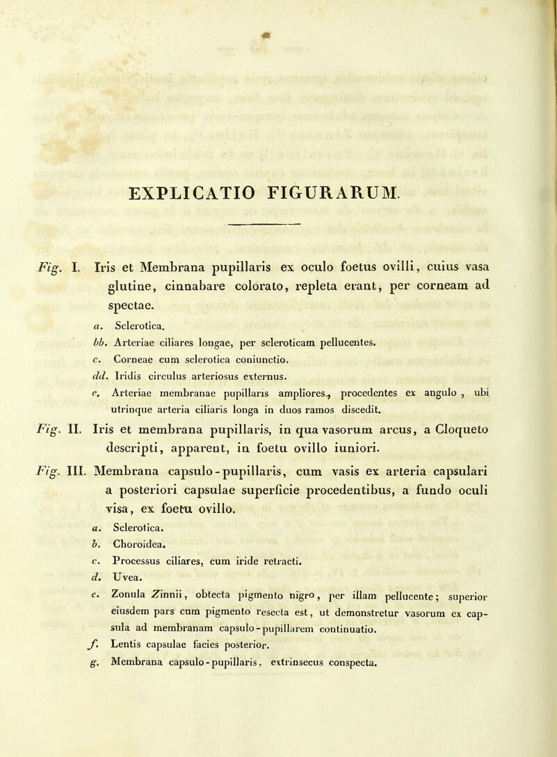 EXPLICATIO FIGURARUM. Fig. I. Iris et Membrana pupillaris ex oculo foetus ovilli, cuius vasa glutine, cinnabare colorato, repleta erant, per corneam ad spectae. a. Scleiotica, bb. Arteriae ciliares lougae, per scleroticam pellucentes. c. Corneae cum sclerotica coniunctio. dd. Iridis circulus arteriosus externus. e, Arteriae membranae pupillaris ampliores^ procedentes ex angulo , ubi utrinque arteria ciliaris longa in duos ramos discedit. Fig. II. Iris et membrana pupillaris, in qua vasorum arcus, a Cloqueto descripti, apparent, in foetu ovillo iuniori. Fig. III. Membrana capsulo-pupillaris, cum vasis ex arteria capsulari a posteriori capsulae superficie procedentibus, a fundo oculi visa, ex foetu ovillo. fl. Sclerotica. h. Choroidea. c. Processus ciliares, cum iride retracti. d. Uvea. e. Zonula Zinnii, obtecta pigfflento nigro, per illam pellucente; superior eiusdem pars cum pigraento resecta est, ut demonstretur vasorum ex cap- sula ad membranam capsulo - pupillarem continuatio. y. Lentis capsulae facies posterior. g. Membrana capsulo-pupillaris, extrinsecus conspecta.