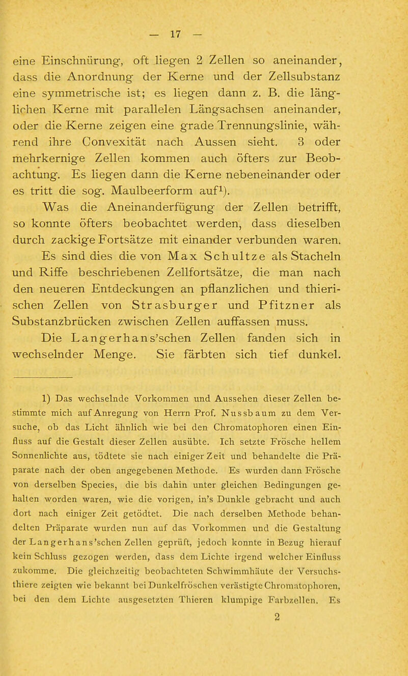 eine Einschnürung, oft liegen 2 Zellen so aneinander, dass die Anordnung der Kerne und der Zellsubstanz eine symmetrische ist; es liegen dann z. B. die läng- lichen Kerne mit parallelen Längsachsen aneinander, oder die Kerne zeigen eine grade Trennungslinie, wäh- rend ihre Convexität nach Aussen sieht. 3 oder mehrkernige Zellen kommen auch öfters zur Beob- achtung. Es liegen dann die Kerne nebeneinander oder es tritt die sog. Maulbeerform auf^). Was die Aneinanderfügung der Zellen betrifft, so konnte öfters beobachtet werden, dass dieselben durch zackige Fortsätze mit einander verbunden waren. Es sind dies die von Max Schultze als Stacheln und Riffe beschriebenen Zellfortsätze, die man nach den neueren Entdeckungen an pflanzlichen und thieri- schen Zellen von Strasburger und Pfitzner als Substanzbrücken zwischen Zellen auffassen muss. Die Langerhans'schen Zellen fanden sich in wechselnder Menge. Sie färbten sich tief dunkel. 1) Das wechselnde Vorkommen und Aussehen dieser Zellen be- stimmte mich auf Anregung von Herrn Prof. Nussbaum zu dem Ver- suche, ob das Licht ähnlich wie bei den Chromatophoren einen Ein- fluss auf die Gestalt dieser Zellen ausübte. Ich setzte Frösche hellem Sonnenhchte aus, tödtete sie nach einiger Zeit und behandelte die Prä- parate nach der oben angegebenen Methode. Es wurden dann Frösche von derselben Speeles, die bis dahin unter gleichen Bedingungen ge- halten worden waren, wie die vorigen, in's Dunkle gebracht und auch dort nach einiger Zeit getödtet. Die nach derselben Methode behan- delten Präparate wurden nun auf das Vorkommen und die Gestaltung der Langerhans'schen Zellen geprüft, jedoch konnte in Bezug hierauf kein Schluss gezogen werden, dass dem Lichte irgend welcher Einfluss zukomme. Die gleichzeitig beobachteten Schwimmhäute der Versuclis- thiere zeigten wie bekannt bei Dunkelfröschen verästigte Chromatophoren, bei den dem Lichte ausgesetzten Thieren klumpige Farbzellen. Es 2