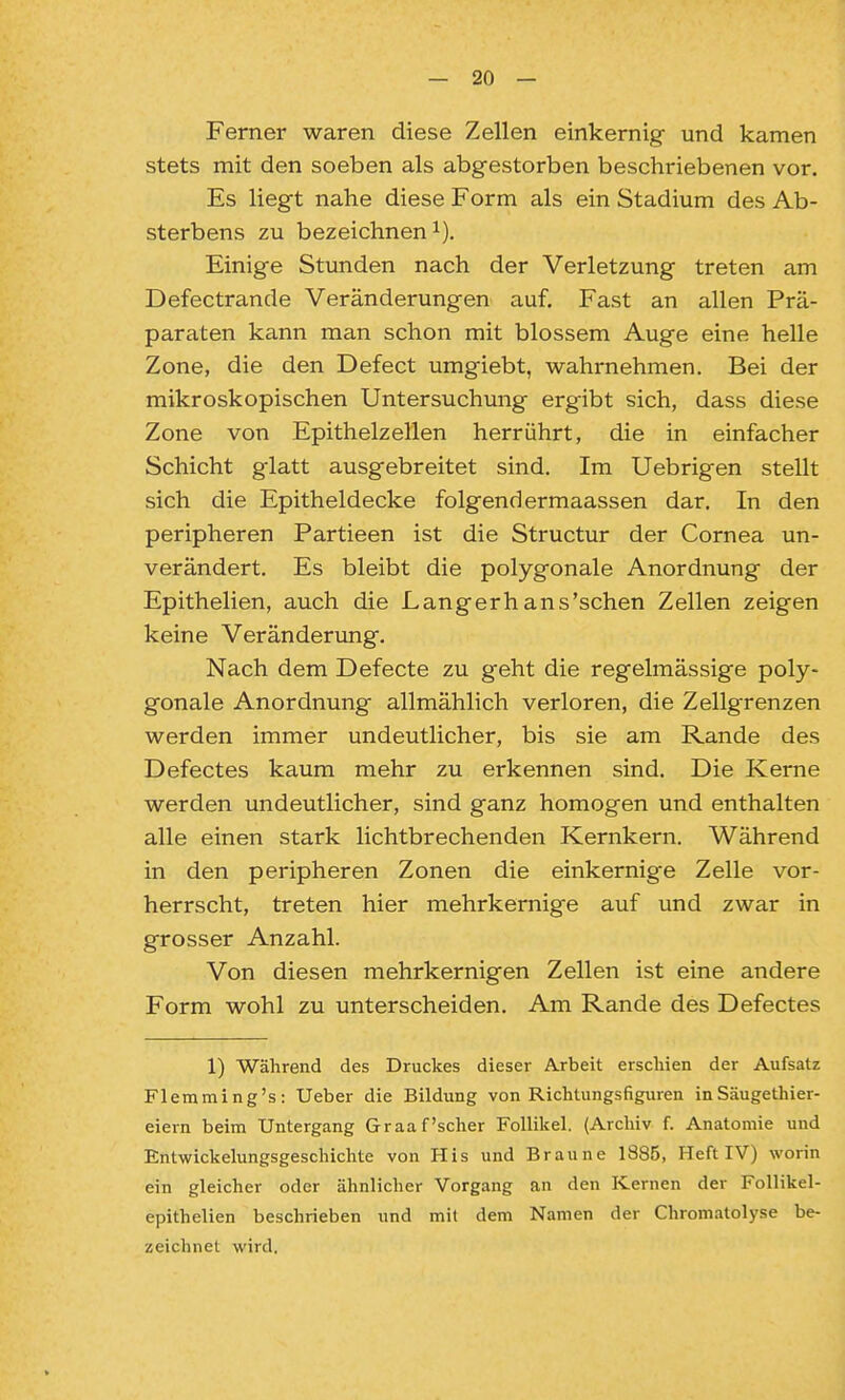 Ferner waren diese Zellen einkernig- und kamen stets mit den soeben als abgestorben beschriebenen vor. Es liegt nahe diese Form als ein Stadium des Ab- sterbens zu bezeichnen i). Einige Stunden nach der Verletzung treten am Defectrande Veränderungen auf. Fast an allen Prä- paraten kann man schon mit blossem Auge eine helle Zone, die den Defect umgiebt, wahrnehmen. Bei der mikroskopischen Untersuchung ergibt sich, dass diese Zone von Epithelzellen herrührt, die in einfacher Schicht glatt ausgebreitet sind. Im Uebrigen stellt sich die Epitheldecke folgend ermaassen dar. In den peripheren Partieen ist die Structur der Cornea un- verändert. Es bleibt die polygonale Anordnung der Epithelien, auch die Langerhans'schen Zellen zeigen keine Veränderung. Nach dem Defecte zu geht die regelmässige poly- gonale Anordnung allmählich verloren, die Zellgrenzen werden immer undeutlicher, bis sie am Rande des Defectes kaum mehr zu erkennen sind. Die Kerne werden undeutlicher, sind ganz homogen und enthalten alle einen stark lichtbrechenden Kernkern. Während in den peripheren Zonen die einkernige Zelle vor- herrscht, treten hier mehrkernige auf und zwar in grosser Anzahl. Von diesen mehrkernigen Zellen ist eine andere Form wohl zu unterscheiden. Am Rande des Defectes 1) Während des Druckes dieser Arbeit erscliien der Aufsatz Fleraming's: lieber die Bildung von Richtungsfiguren inSäugethier- eiern beim Untergang Graafscher Follilcel. (Archiv f. Anatomie und Entwiclielungsgeschichte von His und Braune 1885, Heft IV) worin ein gleicher oder ähnlicher Vorgang an den Kernen der Follikel- epithelien beschrieben und mit dem Namen der Chromatolyse be- zeichnet wird.