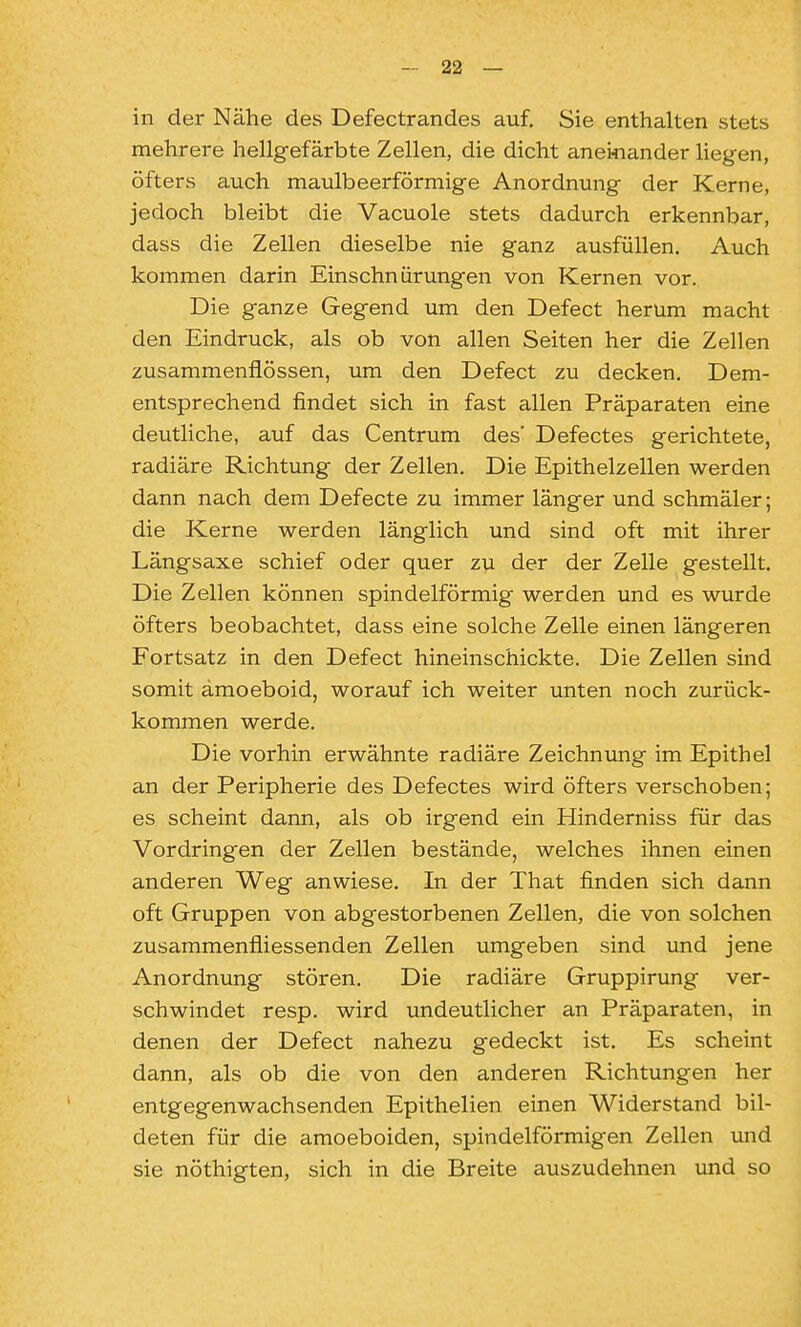in der Nähe des Defectrandes auf. Sie enthalten stets mehrere hellgefärbte Zellen, die dicht aneinander liegen, öfters auch maulbeerförmige Anordnung der Kerne, jedoch bleibt die Vacuole stets dadurch erkennbar, dass die Zellen dieselbe nie ganz ausfüllen. Auch kommen darin Einschnürungen von Kernen vor. Die ganze Gegend um den Defect herum macht den Eindruck, als ob von allen Seiten her die Zellen zusammenflössen, um den Defect zu decken. Dem- entsprechend findet sich in fast allen Präparaten eine deutliche, auf das Centrum des' Defectes gerichtete, radiäre Richtung der Zellen. Die Epithelzellen werden dann nach dem Defecte zu immer länger und schmäler; die Kerne werden länglich und sind oft mit ihrer Längsaxe schief oder quer z]x der der Zelle gestellt. Die Zellen können spindelförmig werden und es wurde öfters beobachtet, dass eine solche Zelle einen längeren Fortsatz in den Defect hineinschickte. Die Zellen sind somit ämoeboid, worauf ich weiter unten noch zurück- kommen werde. Die vorhin erwähnte radiäre Zeichnung im Epithel an der Peripherie des Defectes wird öfters verschoben; es scheint dann, als ob irgend ein Hinderniss für das Vordringen der Zellen bestände, welches ihnen einen anderen Weg anwiese. In der That finden sich dann oft Gruppen von abgestorbenen Zellen, die von solchen zusammenfliessenden Zellen umgeben sind und jene Anordnung stören. Die radiäre Gruppirung ver- schwindet resp. wird undeutlicher an Präparaten, in denen der Defect nahezu gedeckt ist. Es scheint dann, als ob die von den anderen Richtungen her entgegenwachsenden Epithelien einen Widerstand bil- deten für die amoeboiden, spindelförmigen Zellen und sie nöthigten, sich in die Breite auszudehnen imd so