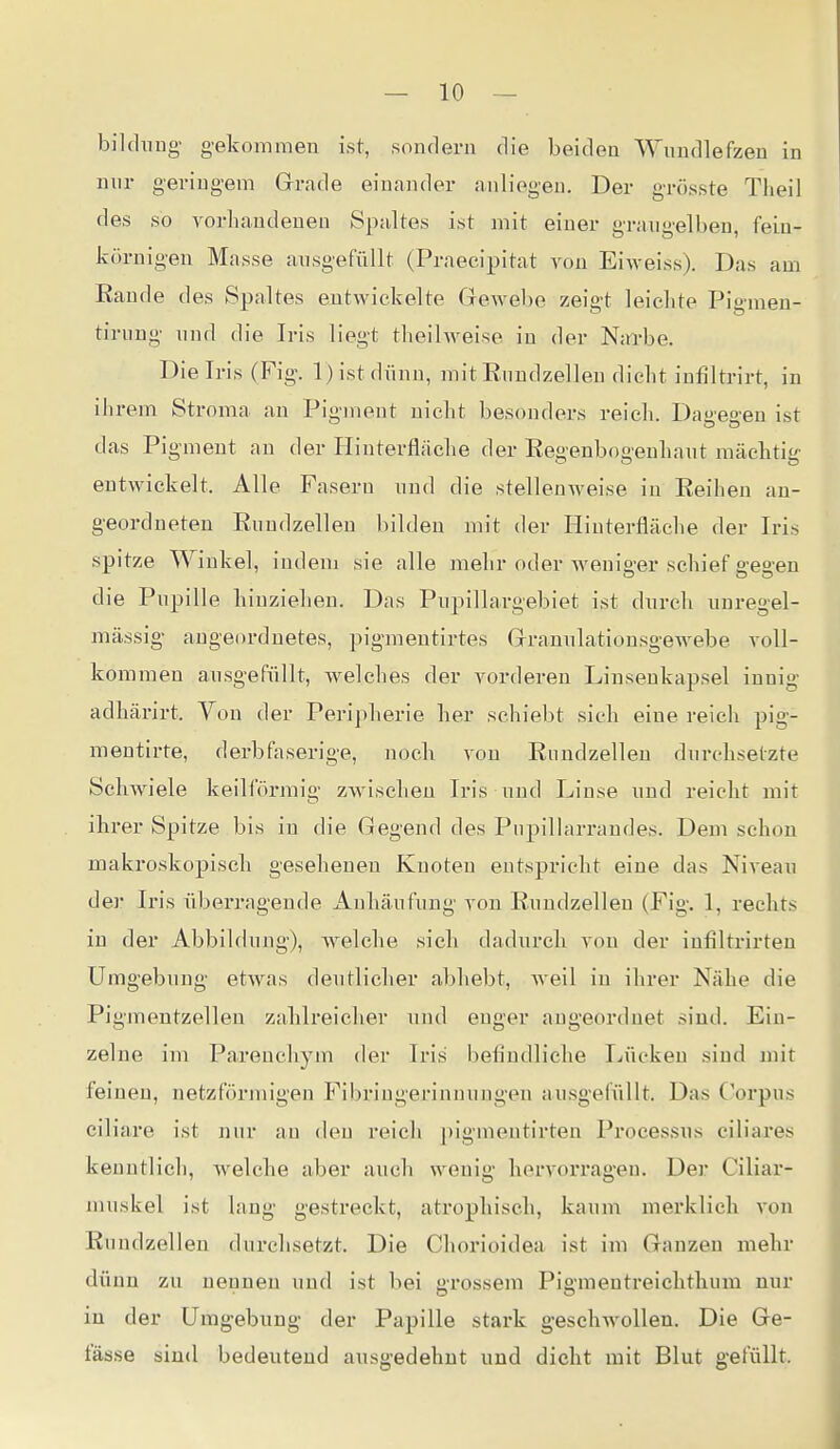 bildung- g-ekommen ist, sondern die beiden Wnndlefzen in nur geringem Grrade einander anliegen. Der grösste Theil des so vorhandenen Spaltes ist mit einer graugelben, fein- körnigen Masse ansgefüllt (Praecipitat von Eiweiss). Das am Baude des Spaltes entwickelte Grewebe zeigt leichte Pigmen- tirung und die Iris liegt theihveise in der Nin-be. Die Iris (Fig. l)istdünu, mit Eundzelleu dicht infiltrirt, in ihrem Stroma an Pigment nicht besonders reich. Dau'eo-en ist das Pigment an der Hinterfläche der Eegenbogeuhant mäelitig- entwickelt. Alle Fasern und die stelleuAveise in Eeihen an- geordneten Rundzellen bilden mit der Hinterfläche der Iris spitze Winkel, iudem sie alle mehr oder weniger schief gegen die Pupille hinziehen. Das Pupillargebiet ist durch unregel- mässig- angeordnetes, pigmentirtes Granulationsgewebe a'oII- kommeu ausgefüllt, welches der vorderen Linseukapsel innig adhärirt. Von der Peripherie her schiebt sich eine reich pig- mentirte, derbfaserige, noch von Eundzelleu dui-chsetzte Schwiele keilförmig zwischen Iris und Linse und reicht mit ihrer Spitze bis in die Gegend des Pnpillarrandes. Dem schon maki'oskopisch gesehenen Knoten entspricht eine das Niveau der Iris überragende Anhäufung von Eundzelleu (Fig. 1, rechts in der Abbildung), welche sich dadurch von der infiltrirten ümg-ebung etwas deutlicher abhebt, weil in ihrer Nähe die Pigmentzellen zahlreicher und enger angeordnet sind. Ein- zelne im Parenchym der Iris befindliche Lücken sind mit feinen, netzförmigen Fibriugerinnungen ausgefüllt. Das Corpus ciliare ist nur an den reich ])ignientirten Processus ciliares kenntlich, welche aber auch wenig hervorragen. Der Ciliar- muskel ist laug gestreckt, atrophisch, kaum merklich von Eundzelleu durchsetzt. Die Chorioidea ist im Ganzen mehr dünn zu nennen und ist bei grossem Pig-mentreichthum nur in der Umgebung der Papille stark geschwollen. Die Ge- fässe sind bedeutend ausgedehnt und dicht mit Blut gefüllt.