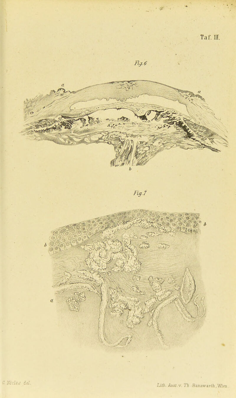 C. Nichs äel.