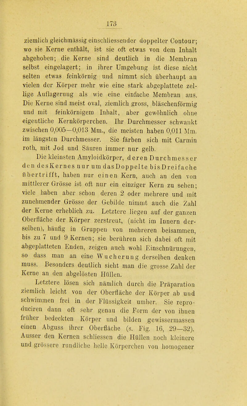 ziemlich gleichmässig einschliessender doppelter Coatour; wo sie Kerne enthält, ist sie oft etwas von dem Inhalt abgehoben; die Kerne sind deutlich in die Membran selbst eingelagert; in ihrer Umgebung ist diese nicht selten etwas feinkörnig und nimmt sich überhaupt an vielen der Körper mehr wie eine stark abgeplattete zel- lige Auflagerung als wie eine einfache Membran aus. Die Kerne sind meist oval, ziemlich gross, bläschenförmig und mit feinkörnigem Inhalt, aber gewöhnlich ohne eigentliche Kernkörperchen. Ihr Durchmesser schwankt zwischen 0,005—0,013 Mm., die meisten haben 0,011 Mm. im längsten Durchmesser. Sie färben sich mit Carmin roth, mit Jod und Säuren immer nur gelb. Die kleinsten Amyloidkörper, deren Durchmesser den desKernes nur um das Doppelte bis Dreifache übertrifft, haben nur einen Kern, auch an den von mittlerer Grösse ist oft nur ein einziger Kern zu sehen; viele haben aber schon deren 2 oder mehrere und mit zunehmender Grösse der Gebilde nimmt auch die Zahl der Kerne erheblich zu. Letztere liegen auf der ganzen Oberfläche der Körper zerstreut, (nicht im Innern der- selben), häufig in Gruppen von mehreren beisammen, bis zu 7 und 9 Kernen; sie berühren sich dabei oft mit abgeplatteten Enden, zeigen auch wohl Einschnürungen, so dass man an eine Wucherung derselben denken muss. Besonders deutlich siebt man die grosse Zahl der Kerne an den abgelösten Hüllen. Letztere lösen sich nämlich durch die Präparation ziemlich leicht von der Oberfläche der Körper ab und schwimmen frei in der Flüssigkeit umher. Sie repro- duciren dann oft sehr genau die Form der von ihnen früher bedeckten Körper und bilden gewissermassen einen Abguss ihrer Oberfläche (s. Fig. 16, 29—32). Ausser den Kernen schliessen die Hüllen noch kleinere und grössere rundliche helle Körperchen von homogener