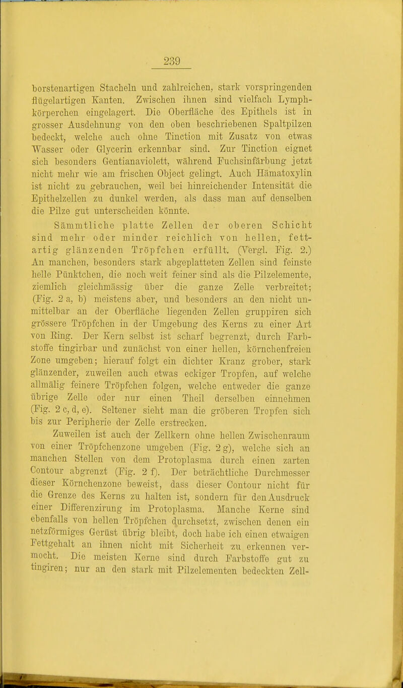 borstenartigon Stacheln und zahlreichen, stark vorspringenden flügelartigen Kanten. Zwischen ihnen sind vielfach Lympk- lcörperchen eingelagert. Die Oberfläche des Epithels ist in grosser Ausdehnung von den oben beschriebenen Spaltpilzen bedeckt, welche auch ohne Tinction mit Zusatz von etwas Wasser oder Glycerin erkennbar sind. Zur Tinction eignet sich besonders Gentianaviolett, während Fuchsinfärbung jetzt nicht mehr wie am frischen Object gelingt. Auch Hämatoxylin ist nicht zu gebrauchen, weil bei hinreichender Intensität die Epithelzellen zu dunkel werden, als dass man auf denselben die Pilze gut unterscheiden könnte. Sämmtliche platte Zellen der oberen Schicht sind mehr oder minder reichlich von hellen, fett- artig glänzenden Tröpfchen erfüllt. (Yergl. Fig. 2.) An manchen, besonders stark abgeplatteten Zellen sind feinste helle Pünktchen, die noch weit feiner sind als die Pilzelemente, ziemlich gleichmässig über die ganze Zelle verbreitet; (Fig. 2 a, b) meistens aber, und besonders an den nicht un- mittelbar an der Oberfläche liegenden Zellen gruppiren sich grössere Tröpfchen in der Umgebung des Kerns zu einer Art von King. Der Kern selbst ist scharf begrenzt, durch Farb- stoffe tingirbar und zunächst von einer hellen, körnchenfreien Zone umgeben; hierauf folgt ein dichter Kranz grober, stark glänzender, zuweilen auch etwas eckiger Tropfen, auf welche allmälig feinere Tröpfchen folgen, welche entweder die ganze übrige Zelle oder nur einen Theil derselben einnehmen (Fig. 2 c, d, e). Seltener sieht man die gröberen Tropfen sich bis zur Peripherie der Zelle erstrecken. Zuweilen ist auch der Zellkern ohne hellen Zwischenraum von einer Tröpfchenzone umgeben (Fig. 2 g), welche sich an manchen Stellen von dem Protoplasma durch einen zarten Contour abgrenzt (Fig. 2 f). Der beträchtliche Durchmesser dieser Körnchenzono beweist, dass dieser Contour nicht für die Grenze des Kerns zu halten ist, sondern für den Ausdruck einer Differenzirung im Protoplasma. Manche Kerne sind ebenfalls von hellen Tröpfchen durchsetzt, zwischen denen ein netzförmiges Gerüst übrig bleibt, doch habe ich einen etwaigen Fettgehalt an ihnen nicht mit Sicherheit zu erkennen ver- mocht. Die meisten Kerne sind durch Farbstoft'o gut zu tingiren; nur an den stark mit Pilzelomenten bedeckten Zell-