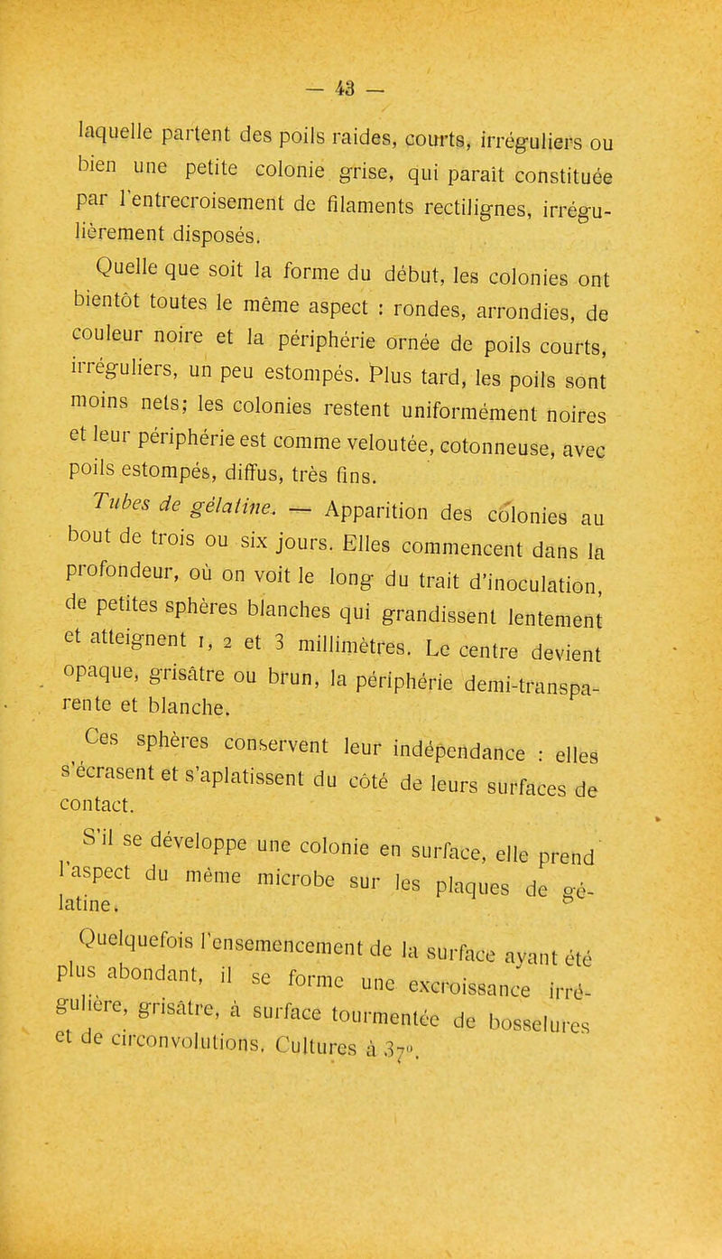 laquelle partent des poils raides, courts, irréguliers ou bien une petite colonie grise, qui parait constituée par l'entrecroisement de filaments rectilignes, irrégu- lièrement disposés. Quelle que soit la forme du début, les colonies ont bientôt toutes le même aspect : rondes, arrondies, de couleur noire et la périphérie ornée de poils courts, irréguliers, un peu estompés. ï^lus tard, les poils sont moins nets; les colonies restent uniformément noires et leur périphérie est comme veloutée, cotonneuse, avec poils estompés, diffus, très fins. Tubes de gélatine. ~ Apparition des colonies au bout de trois ou six jours. Elles commencent dans la profondeur, où on voit le long du trait d'inoculation de petites sphères blanches qui grandissent lentement et atteignent i, 2 et 3 millimètres. Le centre devient opaque, grisâtre ou brun, la périphérie demi-transpa- rente et blanche. Ces sphères conservent leur indépendance : elles s'écrasent et s'aplatissent du côté de leurs surfaces de contact. S'il se développe une colonie en surface, elle prend 1 aspect du même microbe sur les plaques de o-é- latine. Quelquefois l'ensemencement de la surface ayant été plus abondant, il se forme une excroissance irré- guhere, grisâtre, à surface tourmentée de bosselures et de circonvolutions. Cultures à 37.