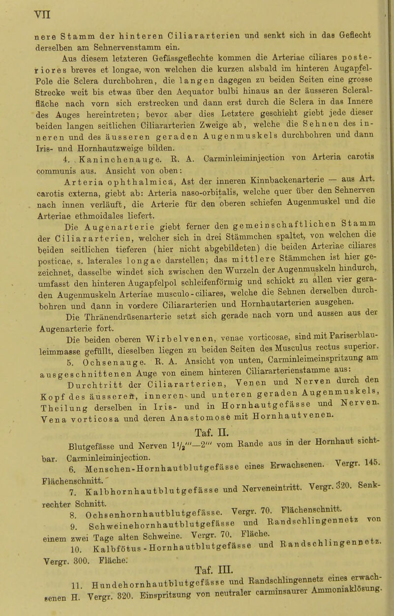 nere Stamm der hinteren Ciliararterien und senkt sich in das Geflecht derselben am Sehnerven stamm ein. Aus diesem letzteren Gefässgeflechte kommen die Arteriae ciliares poste- riores breves et longae, won welchen die kurzen alsbald im hinteren Augapfel- Pole die Sclera durchbohren, die langen dagegen zu beiden Seiten eine grosse Strecke weit bis etwas über den Aequator bulbi hinaus an der äusseren Scleral- fläche nach vorn sich erstrecken und dann erst durch die Sclera in das Innere des Auges hereintreten; bevor aber dies Letztere geschieht giebt jede dieser beiden langen seitlichen Ciliararterien Zweige ab, welche die Sehnen des in- neren und des äusseren geraden Augenmuskels durchbohren und dann Iris- und Hornhautzweige bilden. 4. .Kaninchenauge. R. A. Carminleiminjection von Arteria carotis communis aus. Ansicht von oben: Arteria ophthalmica, Ast der inneren Kinnbackenarterie — aus Art. carotis externa, giebt ab: Arteria naso-orbitalis, welche quer über den Sehnerven nach innen verläuft, die Arterie für den oberen schiefen Augenmuskel und die Arteriae ethmoidales liefert. Die Augenarterie giebt ferner den gemeinschaftlichen Stamm der Ciliararterien, welcher sich in drei Stämmchen spaltet, von welchen die beiden seitlichen tieferen (hier nicht abgebildeten) die beiden Arteriae cüiares posticae, s. laterales longae darstellen; das mittlere Stämmchen ist hier ge- zeichnet, dasselbe windet sich zwischen den Wurzeln der Augenmuskehi hindurch, umfasst den hinteren Augapfelpol schleifenförmig und schickt zu allen vier gera- den Augenmuskeln Arteriae musculo - cüiares, welche die Sehnen derselben durch- bohren und dann in vordere Ciliararterien und Hornhautarterien ausgehen. Die Thränendräsenarterie setzt sich gerade nach vom und aussen aus der Augenarterie fort. Die beiden oberen Wirbelvenen, venae vorticosae, sind mit Parisertalau- leimmasse gefüllt, dieselben liegen zu beiden Seiten des Musculus rectus supenor. 5. Ochsenauge. R. A. Ansicht von unten, Carminleimemspritzung am ausgeschnittenen Auge von einem hinteren Ciliararterienstamme aus: Durchtritt der Ciliararterien, Venen und Nerven durch den Kopf des äussereÄ, inneren^ und unteren geraden Augenmuskels, Theilung derselben in Iris- und in Hornhautgefässe und Nerven. Vena vorticosa und deren Anastomose mit Hornhautvenen. Taf. n. Blutgefässe und Nerven lV,'-2' vom Rande aus in der Hornhaut sicht- bar. Carminleiminjection. tt„,^ \ak 6. Menschen-Hornhautblutgefässe eines Erwachsenen. Vergr. riächenschnitt.' . , -tr ?fon «JonV 7. Kalbhornhautblutgefässe und Nerveneintritt. Vergr. 320. benK- rechter Schnitt. -ni-. u v, :++ 8. Ochsenhornhautblutgefässe. Vergr. 70. Flachenschnitt. 9. Schweinehornhautblutgefässe und Randschbngennet. von einem zwei Tage alten Schweine. Vergr. 70. Fläche „vi:,„ennetz 10. Kalbfötus-Hornhautblutgefässe und Randschlingennetz. Vergr. 300. Fläche; Taf. in. 11. Hundehornhautblutgefässe und Randschlingennetz eines erwach- senen H Vergr. 320. Einspritzung von neutraler carminsaurer Ammomaklösung.