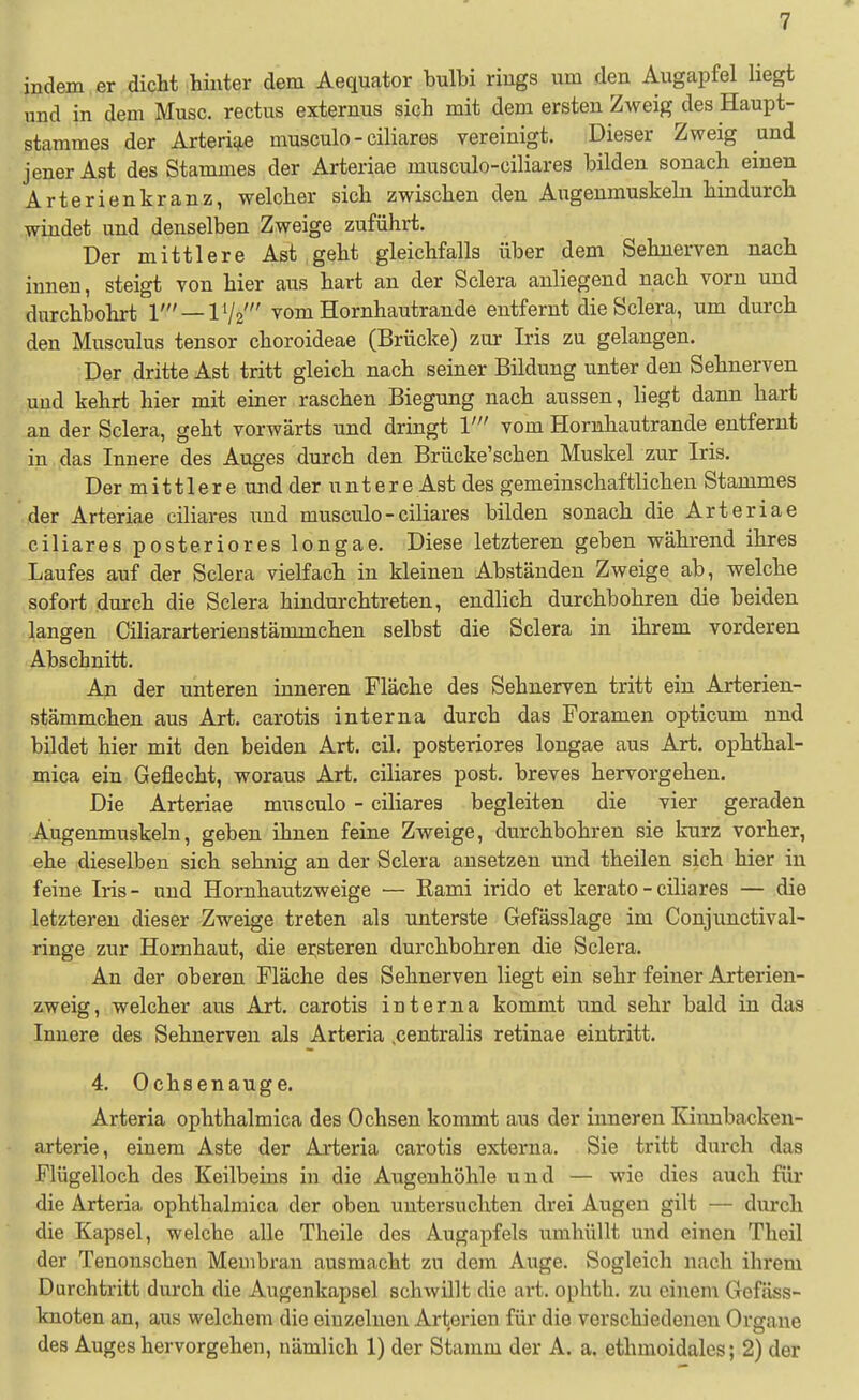 indem , er dicht hinter dem Aequator bulbi rings um den Augapfel Hegt und in dem Muse, rectus externus sich mit dem ersten Zweig des Haupt- stammes der Arteri^e musculo - ciliares vereinigt. Dieser Zweig und jener Ast des Stammes der Arteriae musculo-ciliares bilden sonach einen Arterienkranz, welcher sich zwischen den Augenmuskeln hindurch windet und denselben Zweige zuführt. Der mittlere Ast geht gleichfalls über dem Sehnerven nach innen, steigt von hier aus hart an der Sclera anliegend nach vorn und durchbohrt 1' —IV2' vom Hornhautrande entfernt die Sclera, um durch den Musculus tensor choroideae (Brücke) zur Iris zu gelangen. Der dritte Ast tritt gleich nach seiner Bildung unter den Sehnerven und kehrt hier mit einer raschen Biegung nach aussen, liegt dann hart an der Sclera, geht vorwärts und dringt V vom Hormhautrande entfernt in das Innere des Auges durch den Brücke'schen Muskel zur Iris. Der mittlere und der untere Ast des gemeinschaftlichen Stammes • der Arteriae ciliares und musculo-ciliares bilden sonach die Arteriae ciliares posteriores longae. Diese letzteren geben während ihres Laufes auf der Sclera vielfach in kleinen Abständen Zweige ab, welche sofort durch die Sclera hindurchtreten, endlich durchbohren die beiden langen Ciliararterienstänimchen selbst die Sclera in ihrem vorderen Abschnitt. An der unteren inneren Fläche des Sehnerven tritt ein Arterien- stämmchen aus Art. carotis interna durch das Foramen opticum nnd bildet hier mit den beiden Art. eil. posteriores longae aus Art. ophthal- mica ein Geflecht, woraus Art. ciliares post. breves hervorgehen. Die Arteriae musculo - ciliares begleiten die vier geraden Augenmuskeln, geben ihnen feine Zweige, durchbohren sie kurz vorher, ehe dieselben sich sehnig an der Sclera ansetzen und theilen sich hier in feine Iris- und Hornhautzweige — Rami irido et kerato - ciliares — die letzteren dieser Zweige treten als unterste Gefässlage im Conjunctival- ringe zur Hornhaut, die ei;steren durchbohren die Sclera. An der oberen Fläche des Sehnerven liegt ein sehr feiner Arterien- zweig, welcher aus Art. carotis interna kommt und sehr bald in das Innere des Sehnerven als Arteria ^centralis retinae eintritt. 4. Ochsenauge. Arteria ophthalmica des Ochsen kommt aus der inneren Kinnbacken- arterie, einem Aste der Arteria carotis externa. Sie tritt durch das Flügelloch des Keilbeins in die Augenhöhle und — wie dies auch für die Arteria ophthalmica der oben untersuchten drei Augen gilt — durch die Kapsel, welche alle Theile des Augapfels umhüllt und einen Theil der Tenonschen Membran ausmacht zu dem Auge. Sogleich nach ihrem Durchtritt durch die Augenkapsel schwillt die art. ophth. zu einem Gefäss- knoten an, aus welchem die einzelnen Arterien für die verschiedeneu Organe des Auges hervorgehen, nämlich 1) der Stamm der A. a. ethmoidales; 2) der