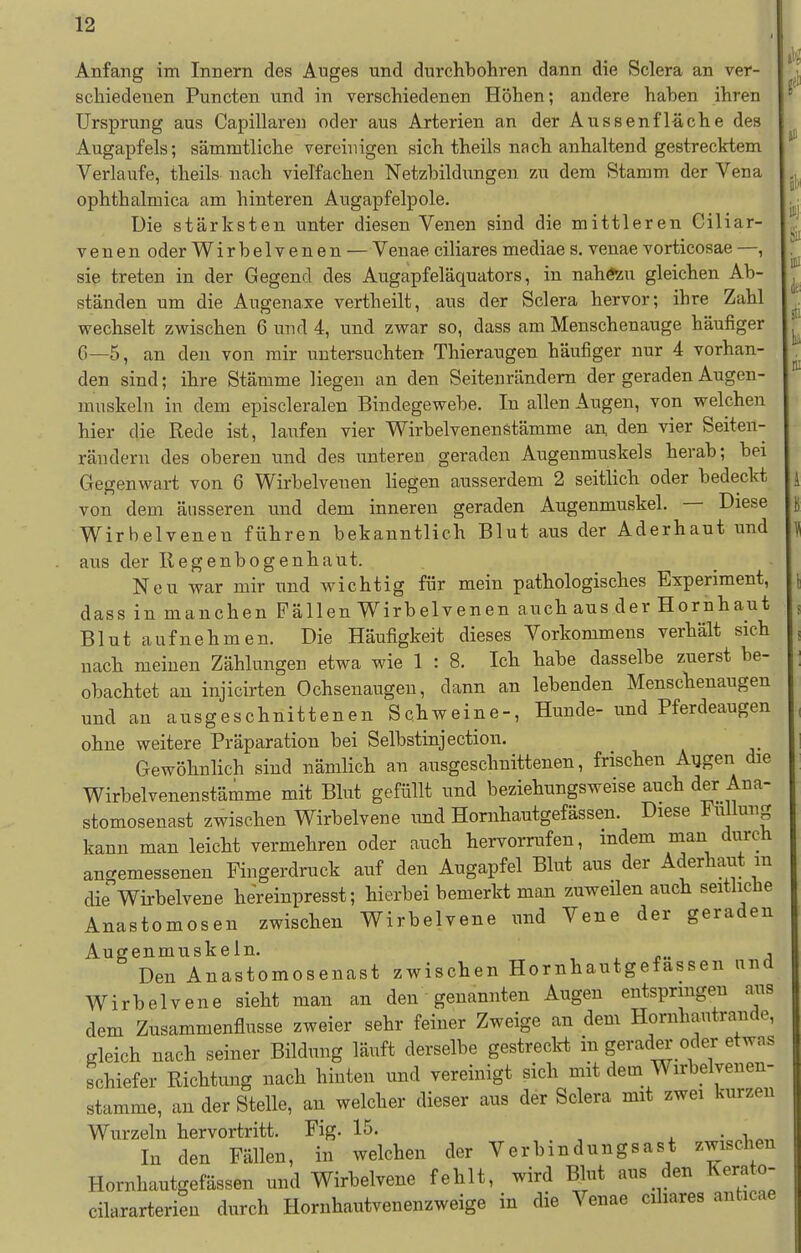 Anfang im Innern des Auges und durchbohren dann die Sclera an ver- schiedenen Puncten und in verschiedenen Höhen; andere haben ihren Ursprung aus Capillaren oder aus Arterien an der Aussenfläche des Augapfels; sämmtliche vereinigen sich theils nach anhaltend gestrecktem Verlaufe, theils nach vielfachen Netzbildungen zu dem Stamm der Vena ophthalmica am hinteren Augapfelpole. üie stärksten unter diesen Venen sind die mittleren Ciliar- Venen oder Wirbelvenen — Venae ciliares mediae s. venae vorticosae —, sie treten in der Gegend des Augapfeläquators, in nahezu gleichen Ab- ständen um die Augenaxe vertheilt, aus der Sclera hervor; ihre Zahl wechselt zwischen 6 und 4, und zwar so, dass am Menschenauge häufiger C—5, an den von mir untersuchten Thieraugen häufiger nur 4 vorhan- den sind; ihre Stämme liegen an den Seitenrändem der geraden Augen- muskeln in dem episcleralen Bindegewebe. In allen Augen, von welchen hier die Rede ist, laiifen vier Wirbelvenenötämme an. den vier Seiten- rändern des oberen und des unteren geraden Augenmuskels herab; bei Gegenwart von 6 Wirbelvenen liegen ausserdem 2 seitlich oder bedeckt von dem äusseren und dem inneren geraden Augenmuskel. — Diese Wirbelvenen führen bekanntlich Blut aus der Aderhaut und aus der Regenbogenhaut. Neu war mir und wichtig für mein pathologisches Experiment, dass in manchen Fällen Wirbelvenen auch aus der Hornhaut Blut aufnehmen. Die Häufigkeit dieses Vorkommens verhält sich nach meinen Zählungen etwa wie 1 : 8. Ich habe dasselbe zuerst be- obachtet an injicirten Ochsenaugen, dann an lebenden Menschenaugen und an ausgeschnittenen Schweine-, Hunde- und Pferdeaugen ohne weitere Präparation bei Selbstinjection. Gewöhnlich sind nämlich an ausgeschnittenen, frischen Augen die Wirbelvenenstämme mit Blut gefüllt und beziehungsweise auch der Ana- stomosenast zwischen Wirbelvene und Hornhautgefässen. Diese Fiülung kann man leicht vermehren oder auch hervorrufen, indem man durch angemessenen Fingerdruck auf den Augapfel Blut aus der Aderhaut m die Wirbelvene hereinpresst; hierbei bemerkt man zuweilen auch seitliche Anastomosen zwischen Wirbelvene und Vene der geraden Augenmuskeln. , , ;i Den Anastomosenast zwischen Hornhautgefässen und Wirbelvene sieht man an den genannten Augen entspringen aus dem Zusammenflusse zweier sehr feiner Zweige an dem Hornhautrande, gleich nach seiner Bildung läuft derselbe gestrecld in gerader oder etwas Schiefer Richtung nach hinten und vereinigt sich mit dem Wirbelvenen- stamme, an der Stelle, an welcher dieser aus der Sclera mit zwei kurzen Wurzeln hervortritt. Fig. 15. :„„-Uö„ In den Fällen, in welchen der Verbindungsast zwischen Hornhautgefässen und Wirbelvene fehlt, wird Blut aus den Kerato- cilararterien durch Hornhautvenenzweige in die Venae ciliares anticae