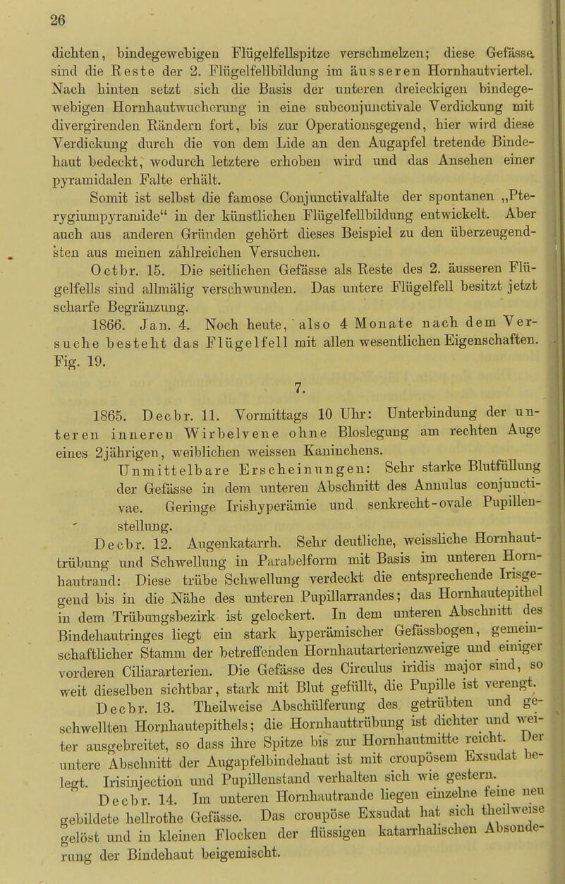 dichten, bindegewebigen Flügelfellspitze verscbmelzen; diese Gefässa sind die Reste der 2. Flügelfellbildung im äusseren Hornbautviertel. Nach hinten setzt sich die Basis der unteren dreieckigen bindege- webigen Hornhautwuchcrung in eine subconjunctivale Verdickung mit divergirenden Rändern fort, bis zur Operationsgegend, hier wird diese Verdickung durch die von dem Lide an den Augapfel tretende Binde- haut bedeckt, wodurch letztere erhoben wird und das Ansehen einer pyramidalen Falte erhält. Somit ist selbst die famose Conjunctivalfalte der spontanen „Pte- rygiumpyramide in der künstlichen Flügelfellbildung entwickelt. Aber auch aus anderen Gründen gehört dieses Beispiel zu den überzeugend- sten aus meinen zählreichen Versuchen. Octbr. 15. Die seitlichen Gefässe als Reste des 2. äusseren Flü- gelfells sind allmälig verschwunden. Das untere Flügelfell besitzt jetzt scharfe Begränzung. 1866. Jan. 4. Noch heute, also 4 Monate nach dem Ver- suche bes teht das Flügelfell mit allen wesentlichen Eigenschaften. Fig. 19. 7. 1865. Decbr. 11. Vormittags 10 Uhr: Unterbindung der un- teren inneren Wirbelvene ohne Bloslegung am rechten Auge eines 2jährigen, weiblichen weissen Kaninchens. Unmittelbare Erscheinungen: Sehr starke Blutfüllung der Gefässe in dem unteren Abschnitt des Annulus conjuncti- vae. Geringe Irishyperämie und senkrecht - ovale Pupillen- stellung. Decbr. 12. Augenkatarrh. Sehr deutliche, weissliche Hornhaut- trübung und Schwellung in Parabelform mit Basis im unteren Horn- hantrand: Diese trübe Schwellung verdeckt die entsprechende Irisge- gend bis in die Nähe des unteren PupiUarrandes; das Hornhautepithel in dem Trübungsbezirk ist gelockert. In dem unteren Abschnitt des Bindehautringes liegt ein stark hyperämischer Gefässbogen, gemein- schaftlicher Stamm der betreffenden Hornhautarterienzweige und einiger vorderen Cüiararterien. Die Gefässe des Circulus iridis major sind, so weit dieselben sichtbar, stark mit Blut gefüllt, die Pupille ist verengt. Decbr. 13. Theilweise Abschülferung des getrübten und ge- schwellten Horjihautepithels; die Hornhauttrübung ist dichter und wei- ter ausgebreitet, so dass ihre Spitze bis zur Hornhautmitte reicht Der untere Abschnitt der Augapfelbindehaut ist mit croupösem Exsudat be- legt Irisinjection und Pupilleustand verhalten sich wie gestern. Decbr 14 Im unteren Hornhautrande liegen einzelne feine neu gebildete hellrothe Gefässe. Das croupöse Exsudat hat sich theilweise gelöst und in kleinen Flocken der flüssigen katarrhalischen Absonde- rung der Bindehaut beigemischt.