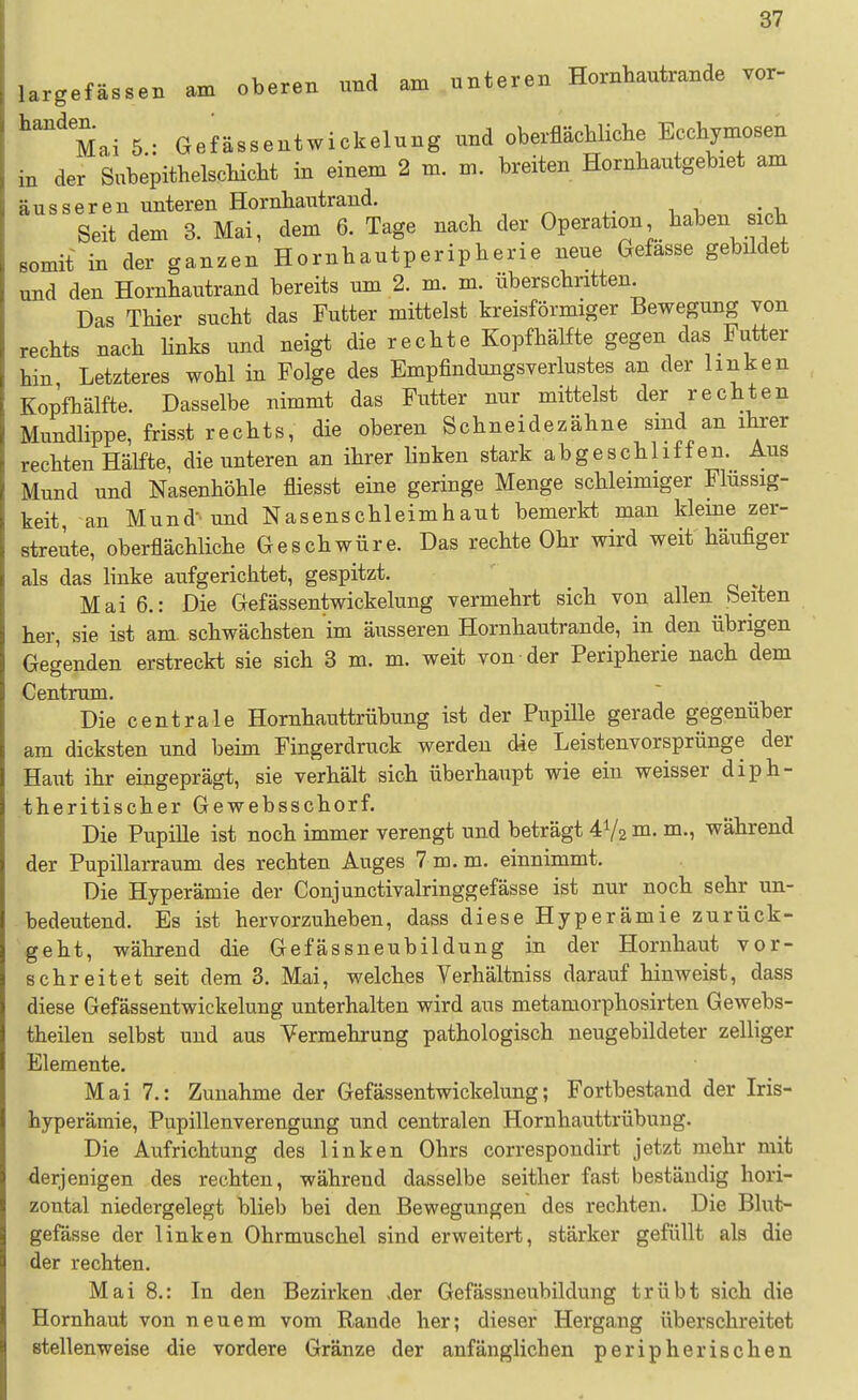 m ä largefässen am oberen und am unteren Hornhautrande vor- Mai 5.: Gef ässentwickelung und oberflächliche Ecchymosen . der Snbepithelschicht in einem 2 m. m. breiten Hornhautgebiet am usseren unteren Hornhautrand. Seit dem 3. Mai, dem 6. Tage nach der Operation haben sich Bomit in der ganzen Hornhautperipherie neue Gefasse gebüdet und den Hornhautrand bereits um 2. m. m. überschritten. Das Thier sucht das Futter mittelst kreisförmiger Bewegung von rechts nach Hnks und neigt die rechte Kopfhälfte gegen das Futter hin Letzteres wohl in Folge des Empfindungsverlustes an der linken Kopfhälfte. Dasselbe nimmt das Futter nur mittelst der rechten Mundlippe, frisst rechts, die oberen Schneidezähne sind an ihrer rechten Hälfte, die unteren an ihrer linken stark abgeschliffen. Aus Mund und Nasenhöhle fliesst eine geringe Menge schleimiger Flüssig- keit, an Mund- und Nasenschleimhaut bemerkt man kleine zer- streute, oberflächliche Geschwüre. Das rechte Ohr wird weit häufiger als das linke aufgerichtet, gespitzt. Mai 6.: Die Gefässentwickelung vermehrt sich von allen Seiten her, sie ist am. schwächsten im äusseren Hornhautrande, in den übrigen Gegenden erstreckt sie sich 8 m. m. weit von der Peripherie nach dem Centrum. Die centrale Hornhauttrübung ist der Pupille gerade gegenüber am dicksten und beim Fingerdruck werden die Leistenvorsprünge der Haut ihr eingeprägt, sie verhält sich überhaupt wie ein weisser diph- theritischer Gewebsschorf. Die Pupille ist noch immer verengt und beträgt 41/2 m. m., während der Pupillarraum des rechten Auges 7 m.m. einnimmt. Die Hyperämie der Conjunctivalringgefässe ist nur noch sehr un- bedeutend. Es ist hervorzuheben, dass diese Hyperämie zurück- geht, während die Gefässneubildung in der Hornhaut vor- schreitet seit dem 3. Mai, welches Verhältniss darauf hinweist, dass diese Gefässentwickelung unterhalten wird aus metamorphosirten Gewebs- theilen selbst und aus Vermehrung pathologisch neugebildeter zelliger Elemente. Mai 7.: Zunahme der Gefässentwickelung; Fortbestand der Iris- hjrperämie, Pupillenverengung und centralen Hornhauttrübung. Die Aufrichtung des linken Ohrs correspondirt jetzt mehr mit derjenigen des rechten, während dasselbe seither fast beständig hori- zontal niedergelegt blieb bei den Bewegungen des rechten. Die Blut- gefässe der linken Ohrmuschel sind erweitert, stärker gefüllt als die der rechten. Mai 8.: In den Bezirken >der Gef ässneubildung trübt sich die Hornhaut von neuem vom Rande her; dieser Hergang überschreitet stellenweise die vordere Gränze der anfänglichen peripherischen
