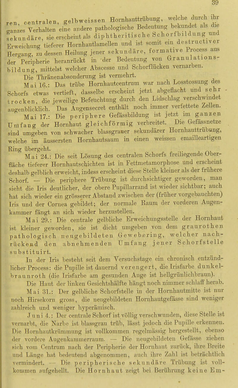 ren centralen, gelbweissen Hornlianttrübung, welche durch ihr aanzes Verhalten eine andere pathologische Bedeutung bekundet als die Kkundäre, sie erscheint als diphtheritische Schorfbildung und Erweichung tieferer Hornhautlamellen und ist somit em destructiver Hergang, zu dessen Heilung jener sekundäre, formative Process aus der Peripherie heranrückt in 'der Bedeutung von Granulations- bildung, mittelst welcher Abscesse und Schorflücken vernarben. Die Thränenabsonderung ist vermehrt. Mai 16.: Das trübe Hornhautcentrum war nach Losstossung des Schorfs etwas vertieft, dasselbe erscheint jetzt abgeflacht und sehr - trocken, die jeweilige Befeuchtung durch den Lidschlag verschwindet augenblicldich. Das Augensecret enthält noch immer verfettete Zellen. Mai 17.: Die periphere Gefässbildung ist jetzt im ganzen Umfang der Hornhaut gleichförmig verbreitet. Die Gefässnetze sind umgeben von schwacher blassgrauer sekundärer Hornhauttrübung, welche im äussersten Hornhautsaum in einen weissen emailleartigen Ring übergeht. Mai 24.: Die seit Lösung des centralen Schorfs freüiegende Über- fläche tieferer Hornhautschichten ist in Fettmetamorphose Und erscheint deshalb gelblich erweicht, indess erscheint diese Stelle kleiner als der frühere Schorf. — Die periphere Trübung ist durchsichtiger geworden, man sieht die Iris deutlicher, der obere Pupillarrand ist wieder sichtbar; auch hat sich wieder ein grösserer Abstand zwischen der (früher vorgebauchten) Iris und der Cornea gebildet; der normale Raum der vorderen Augen- kammer fängt an sich wieder herzustellen. Mai 29.: Die centrale gelbliche Erweichungsstelle der Hornhaut ist kleiner geworden, sie ist dicht umgeben von dem graurothen pathologisch neugebildeten Geweb.ering, welcher nach- rückend den abnehmenden Umfang jener Schorfstelle substituirt. In der Iris besteht seit dem Versuchstage ein chronisch entzünd- licher Process: die Pupille ist dauernd verengert, die Irisfarbe dunkel- braunroth (die Irisfarbe am gesunden Auge ist hellgrünlichbraun). Die Haut der linken Gesichtshälfte hängt noch nimmer schlaff herab. Mai 31.: Der gelbliche Schorfstelle in der Hornhautmitte ist nur noch Hirsekorn gross, die neugebildeten Hornhautgefässe sind weniger zahlreich und weniger hyperämisch. Juni 4.: Der centrale Schorf ist völlig verschwunden, diese Stelle ist vernarbt, die Narbe ist blassgrau trüb, lässt jedoch die Pupille erkennen. Die Hornhautkrümmung ist vollkommen regelmässig hergestellt, ebenso der vordere Augenkaramerraum. — Die iieugebildeten Gefässe ziehen sich vom Centrum nach der Peripherie der Hornhaut zurück, ihre Breite und Länge hat bedeutend abgenommen, auch ihre Zahl ist beträchtlich vermindert. — Die peripherische sekundäre Trübung ist voll- kommen aufgehellt. Die Hornhaut zeigt bei Berührung keine Em-